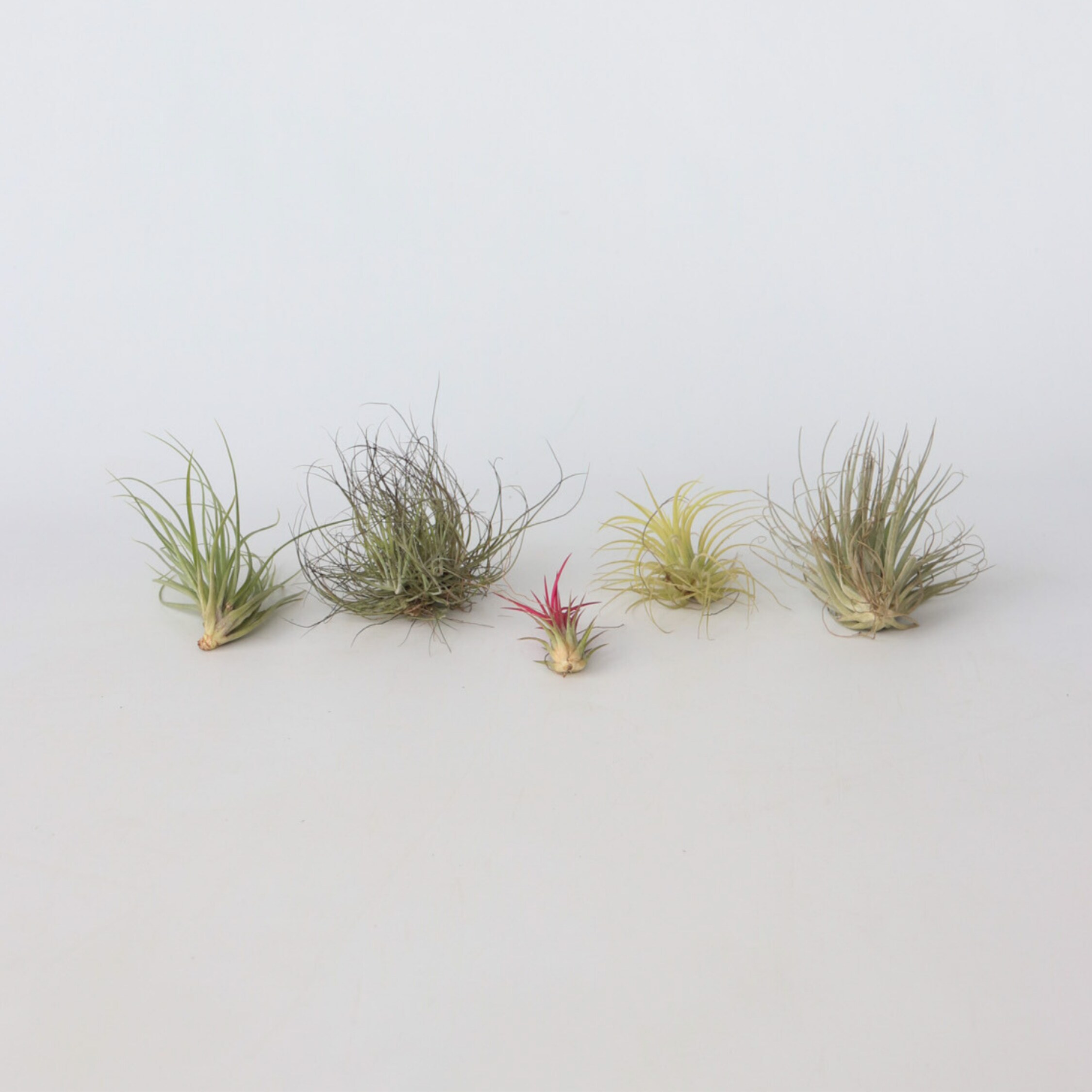 Plant in a Box - Mischung Tillandsien - 6 Stk - Tillandsia - H&ouml;he 5-15cm - Topf 5cm - Bild 1