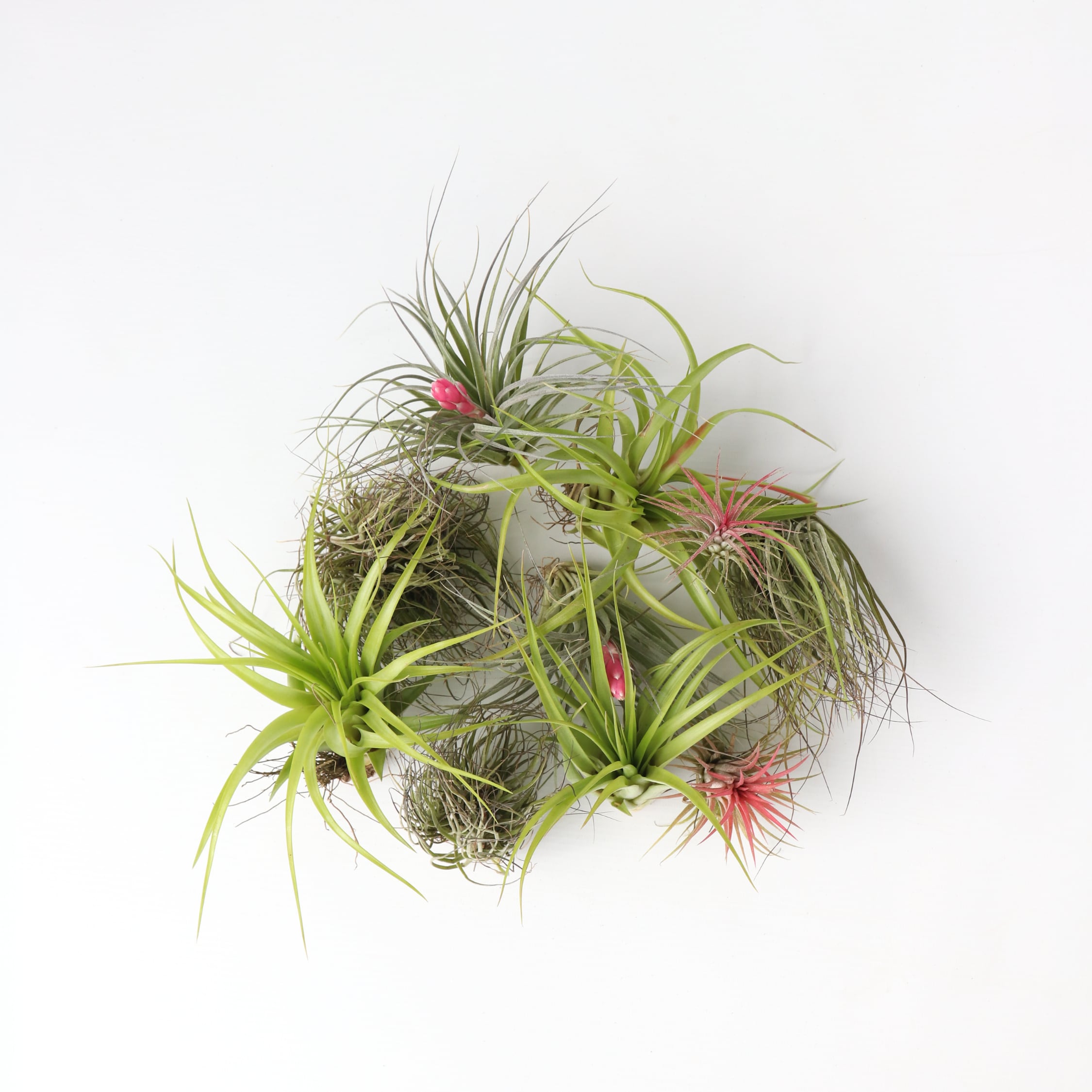 Plant in a Box - Tillandsien Luftpflanzen - 10 Stk - Tillandsia - H&ouml;he 5-15cm - Topf 5cm - Bild 1