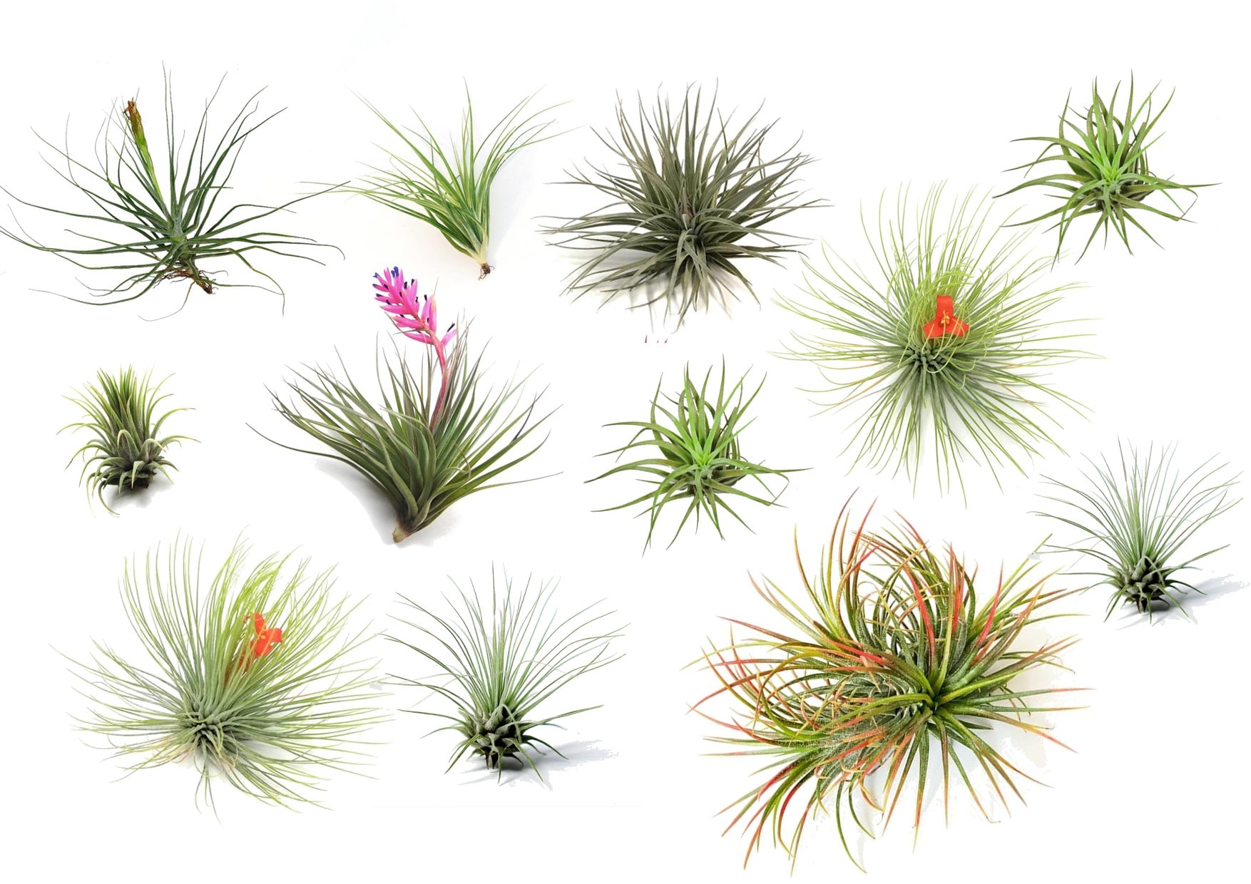 Plant in a Box - Tillandsien Luftpflanzen - 12 Stk - Tillandsia - H&ouml;he 5-15cm - Topf 5cm - Bild 1