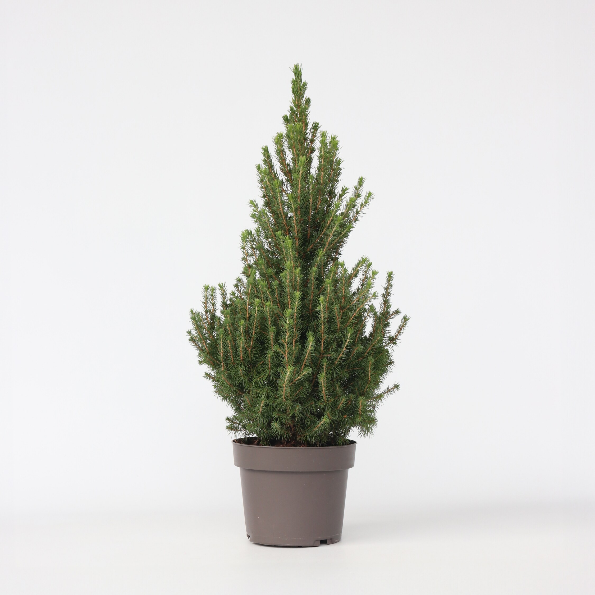 Plant in a Box - Mini-Weihnachtsbaum - Picea glauca conica 'December' - H&ouml;he 55-75cm - &oslash;21cm - Bild 1
