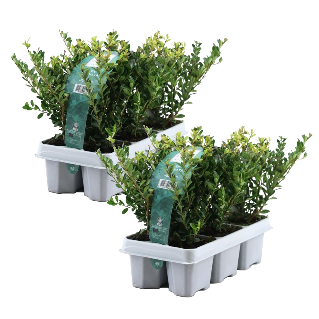 Plant in a Box - Japanische Stechpalme - 12 Stk - Ilex crenata 'Jenny' - H&ouml;he 10-20cm - Topf 9cm - Bild 1