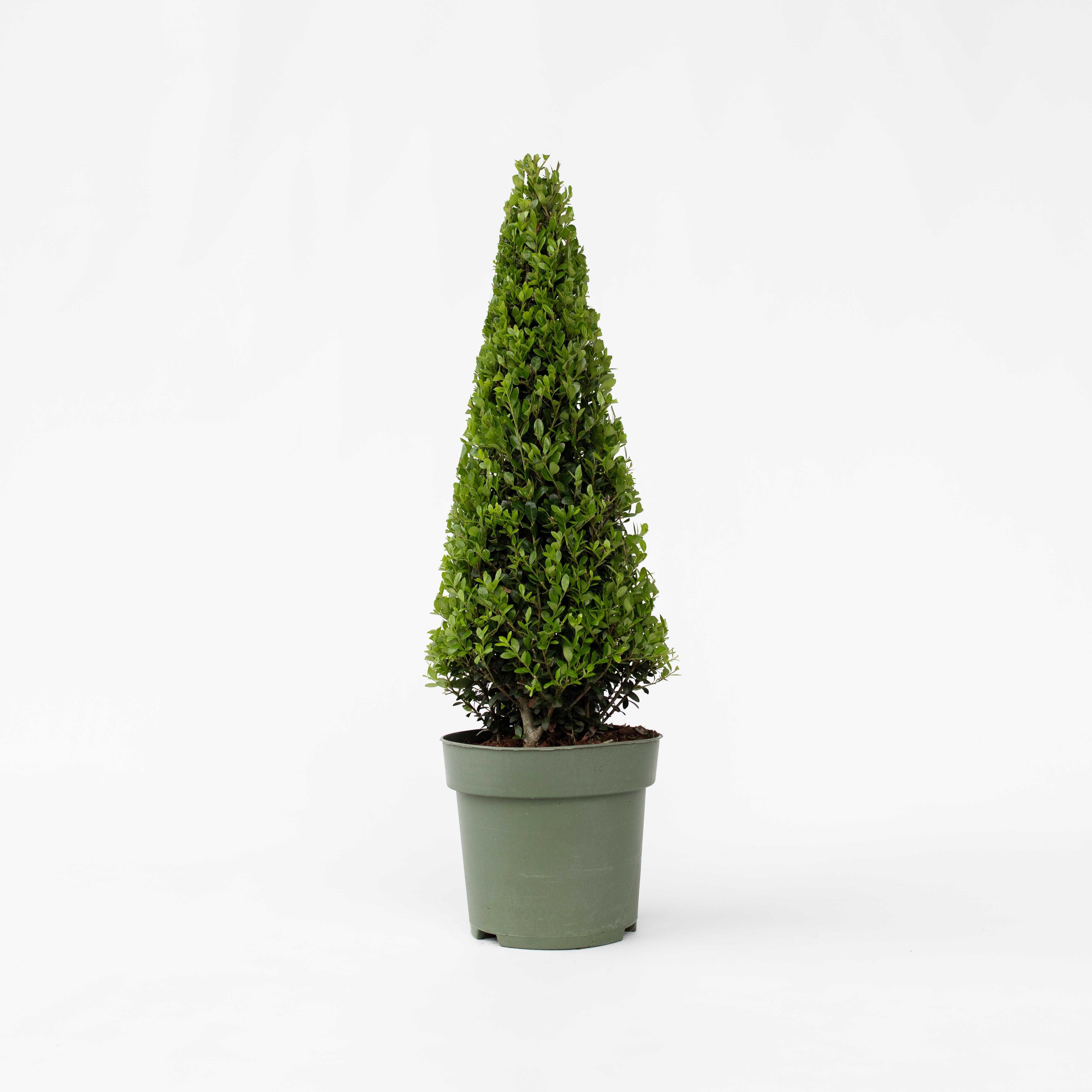 Plant in a Box - Japanische Stechpalme - Ilex crenata 'Jenny' - H&ouml;he 55-65cm - Topf 21cm - Bild 1