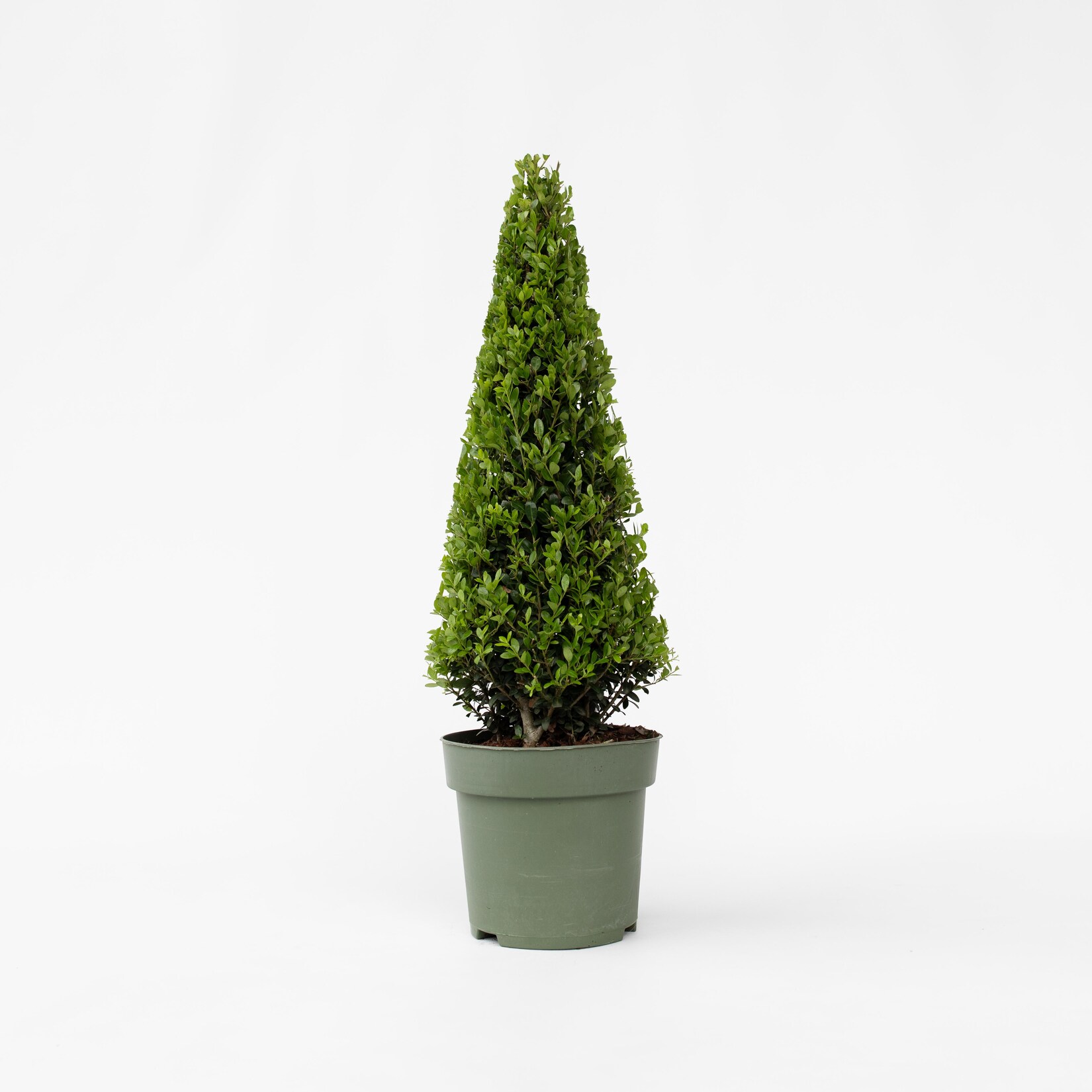 Plant in a Box – Japanische Stechpalme – Ilex crenata ‚Jenny‘ – Höhe 55-65cm – Topf 21cm | 06097227872811
