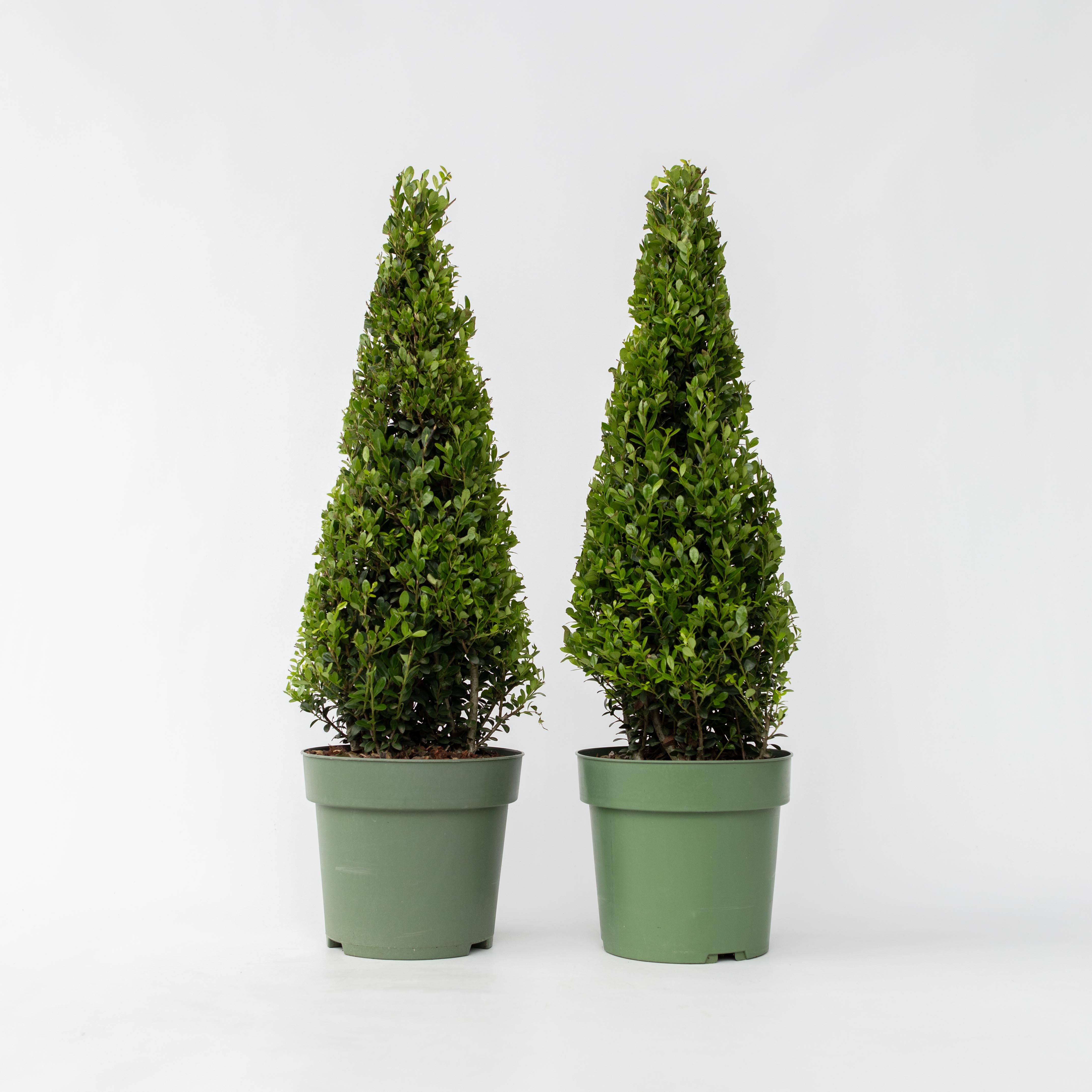 Plant in a Box - Japanische Stechpalme - 2 Stk - Ilex crenata 'Jenny' - H&ouml;he 55-65cm - Topf 21cm - Bild 1