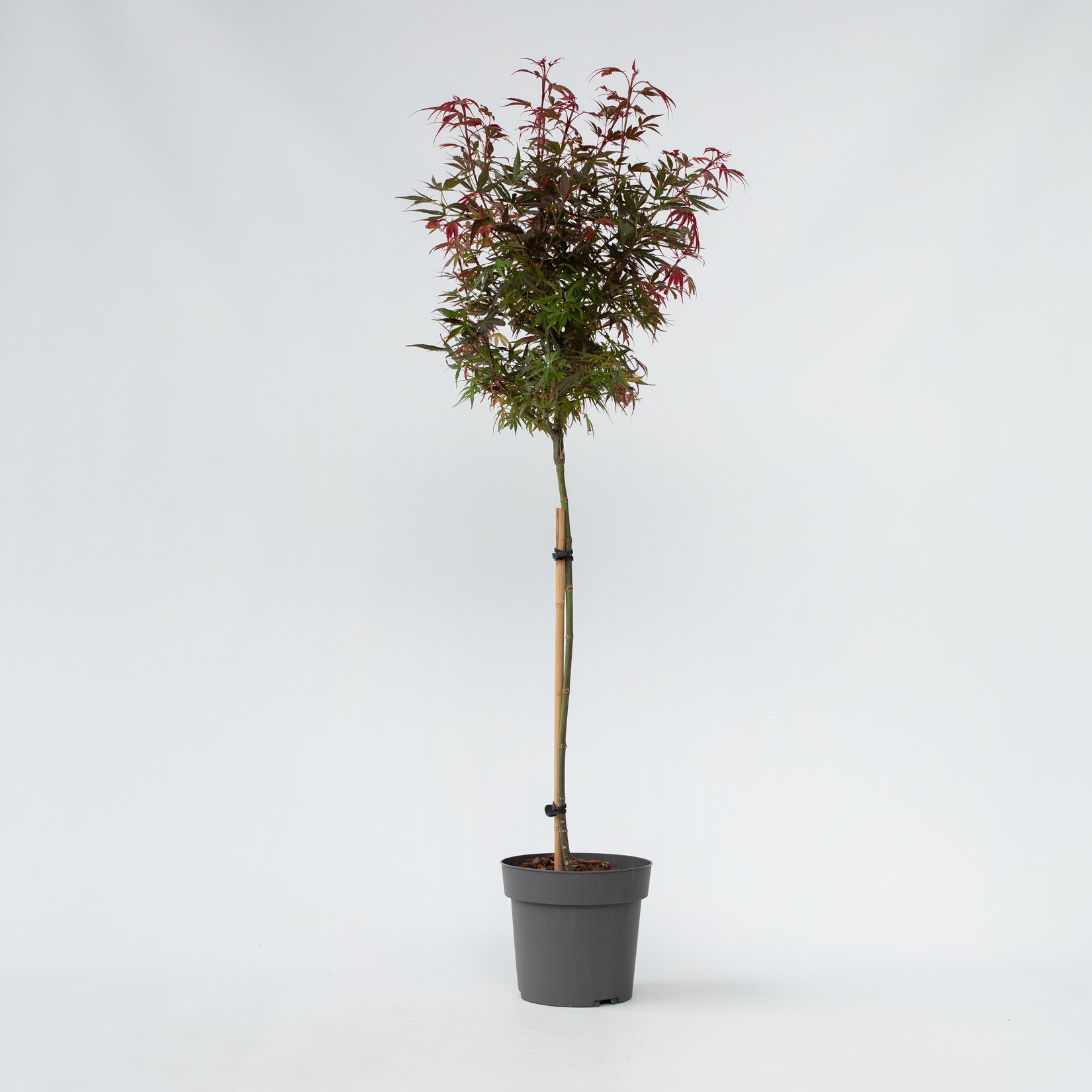 Plant in a Box – Japanischer Ahorn – Acer palmatum ‚Shaina‘ – Höhe 80-90cm – Topf 19cm | 07442924133106