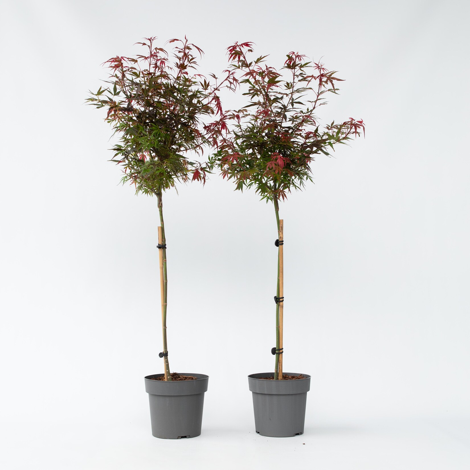 Plant in a Box – Japanischer Ahorn – 2 Stk – Acer palmatum ‚Shaina‘ – Höhe 80-90cm – Topf 19cm | 07428471527940