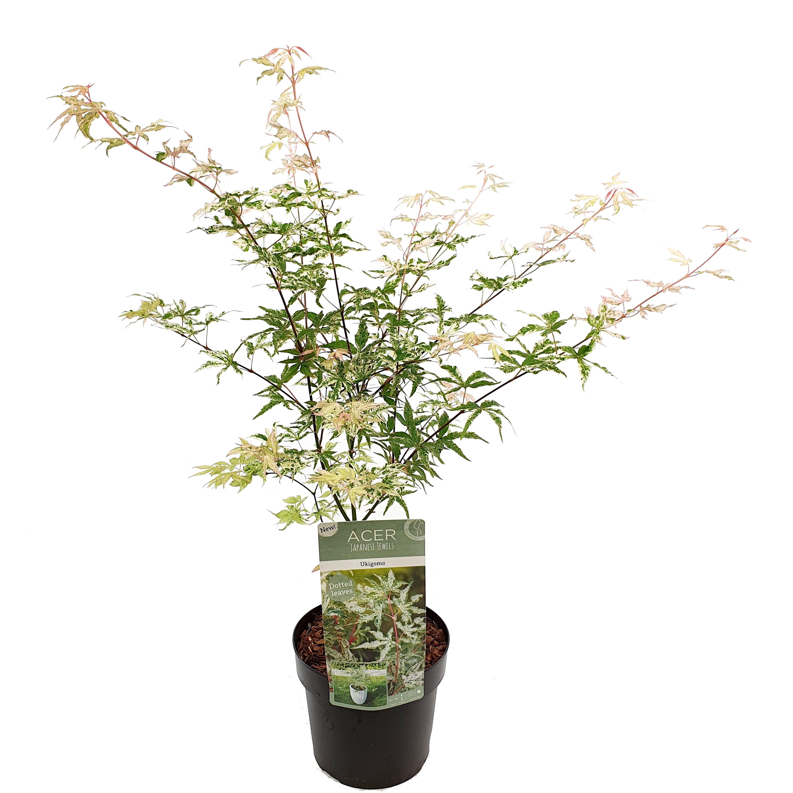 Plant in a Box - Japanischer Ahorn - Acer palmatum 'Ukigumo' - H&ouml;he 50-60cm - Topf 19cm - Bild 1