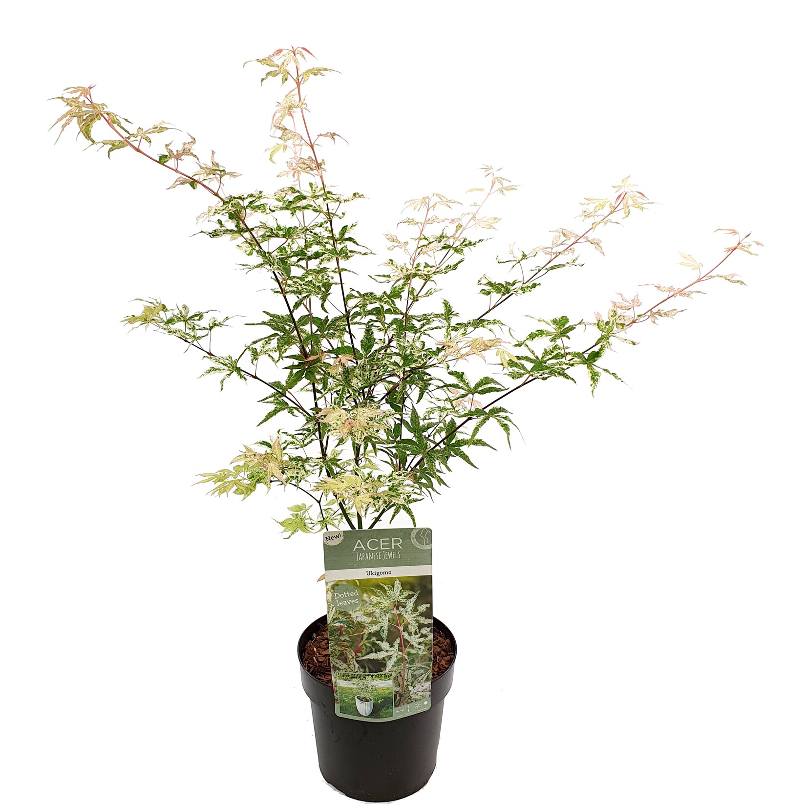 Plant in a Box – Japanischer Ahorn – Acer palmatum ‚Ukigumo‘ – Höhe 50-60cm – Topf 19cm | 07442924133144