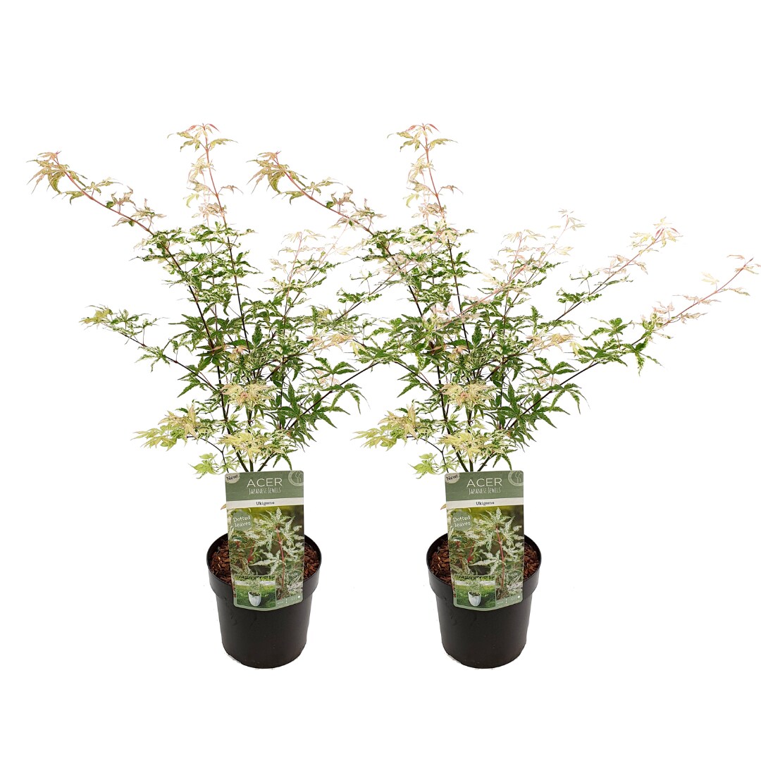 Plant in a Box - Japanischer Ahorn - 2 Stk - Acer palmatum 'Ukigumo' - H&ouml;he 50-60cm - Topf 19cm - Bild 1
