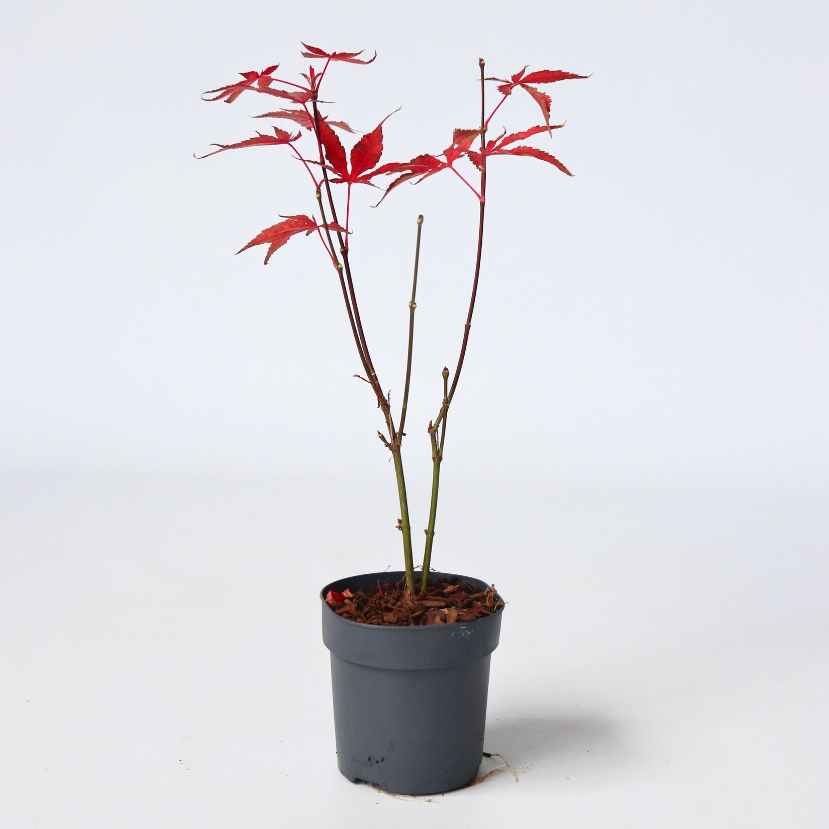 Plant in a Box – Japanischer Ahorn – Acer palmatum ‚atropurpureum‘ – Höhe 25-40cm – ø10,5cm | 06097246036041
