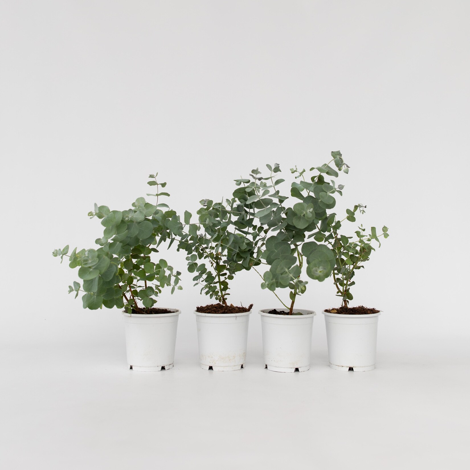Plant in a Box – Eukalyptus – 6 Stk – Eucalyptus ‚Pulverulenta‘ – Höhe 25-40cm – Topf 12cm | 07428476974220