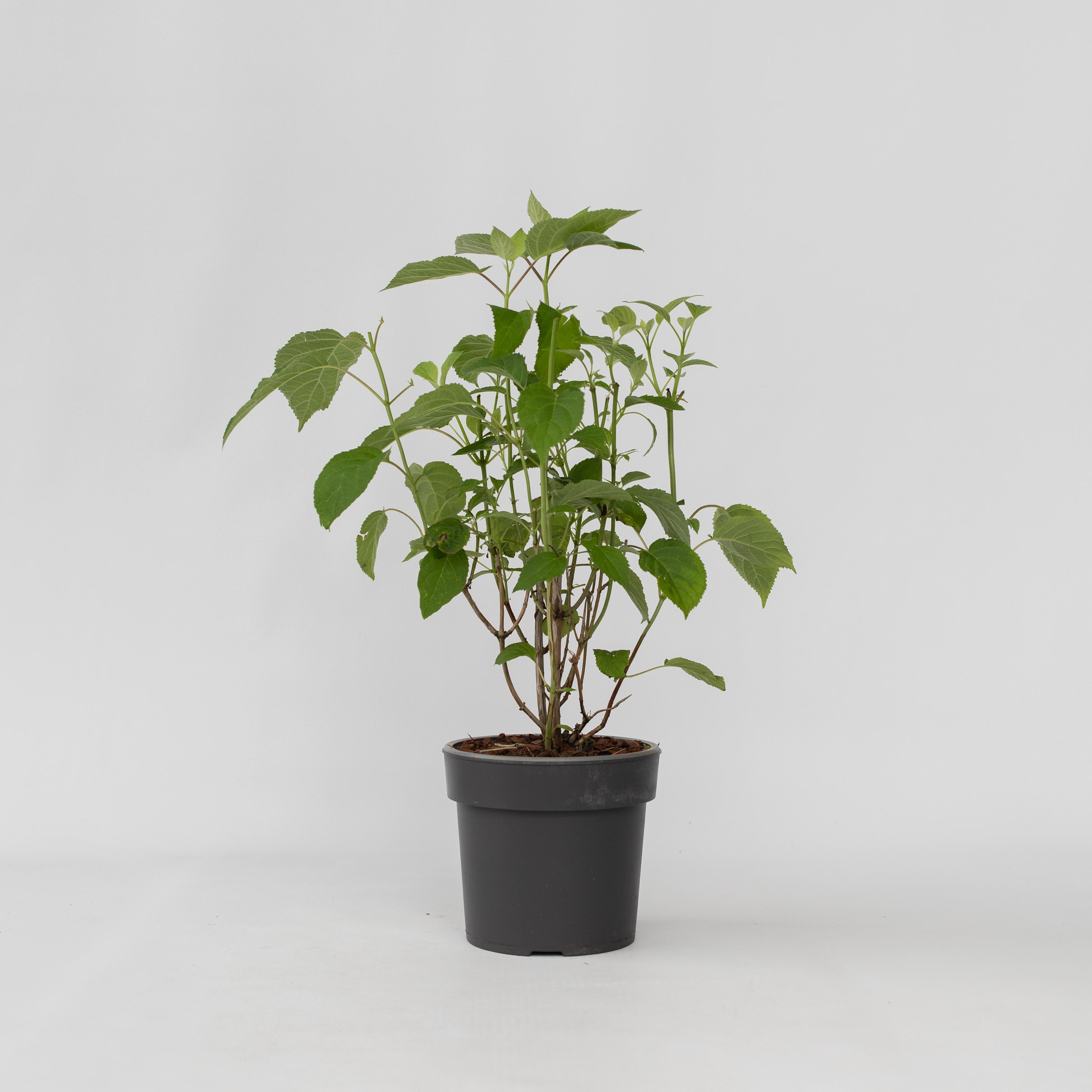 Plant in a Box - Hortensie - Hydrangea 'Strong Annabelle' - H&ouml;he 30-40cm - Topf 19cm - Bild 1