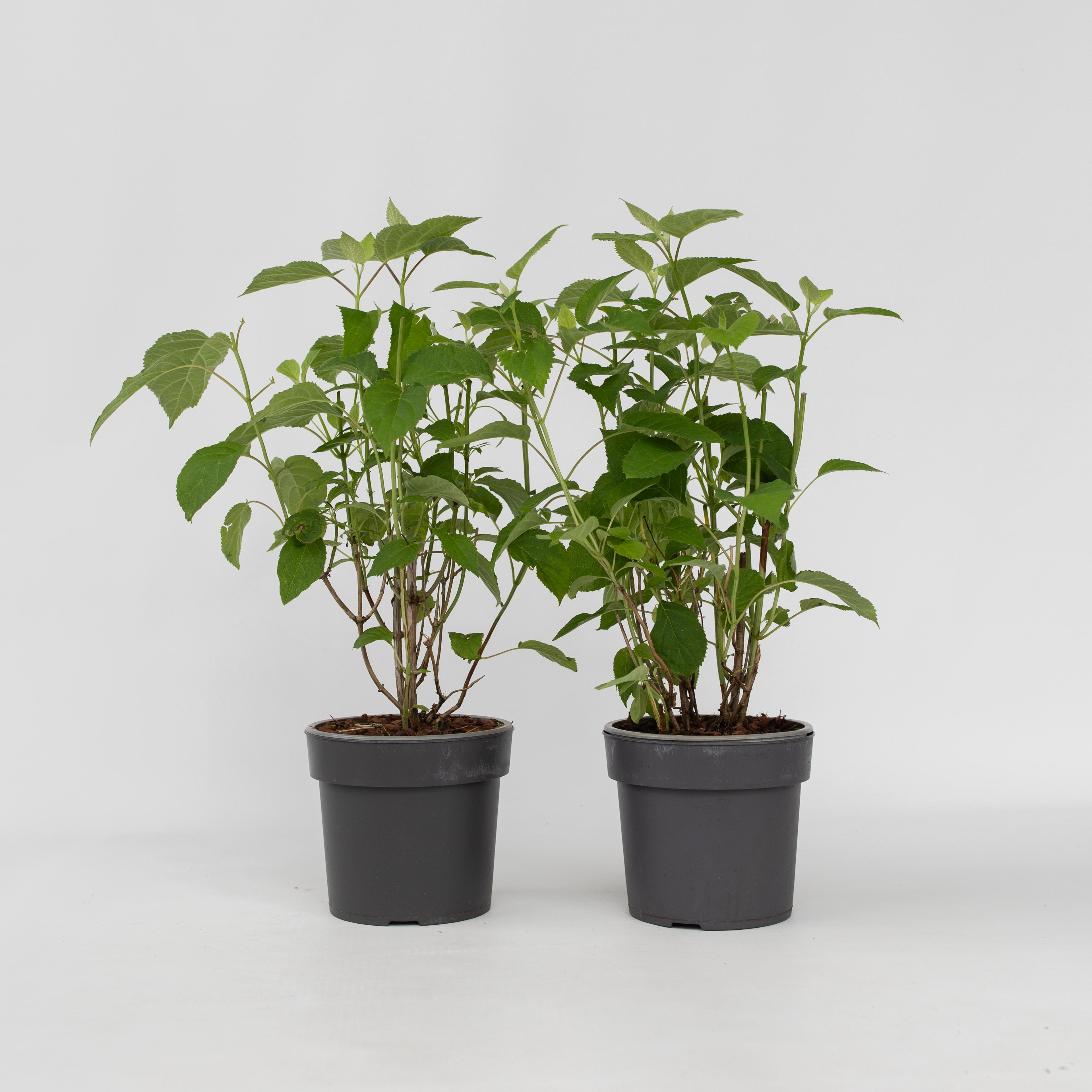 Plant in a Box - Hortensie - 2 Stk - Hydrangea 'Strong Annabelle' - H&ouml;he 30-40cm - Topf 19cm - Bild 1
