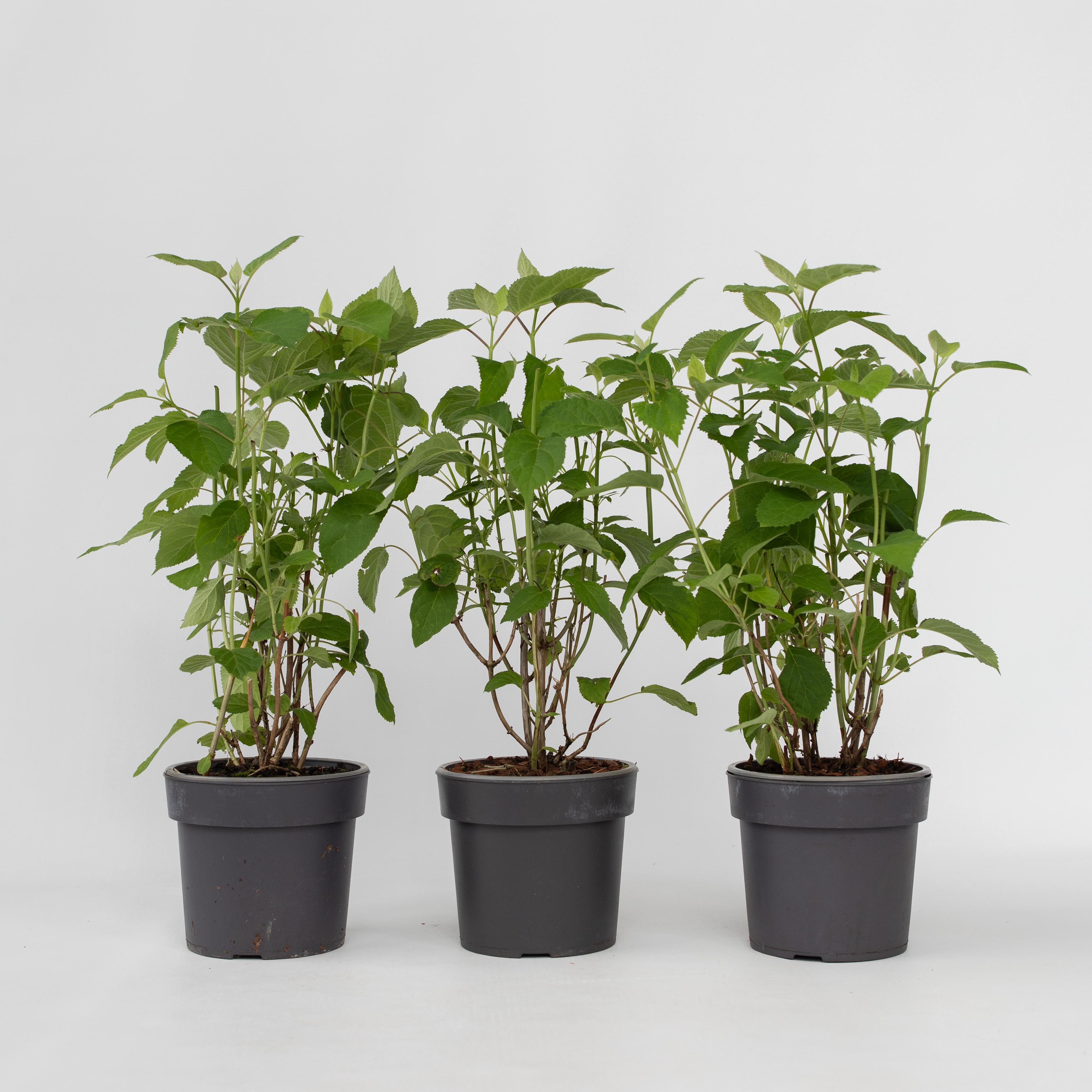 Plant in a Box - Hortensie - 3 Stk - Hydrangea 'Strong Annabelle' - H&ouml;he 30-40cm - Topf 19cm - Bild 1