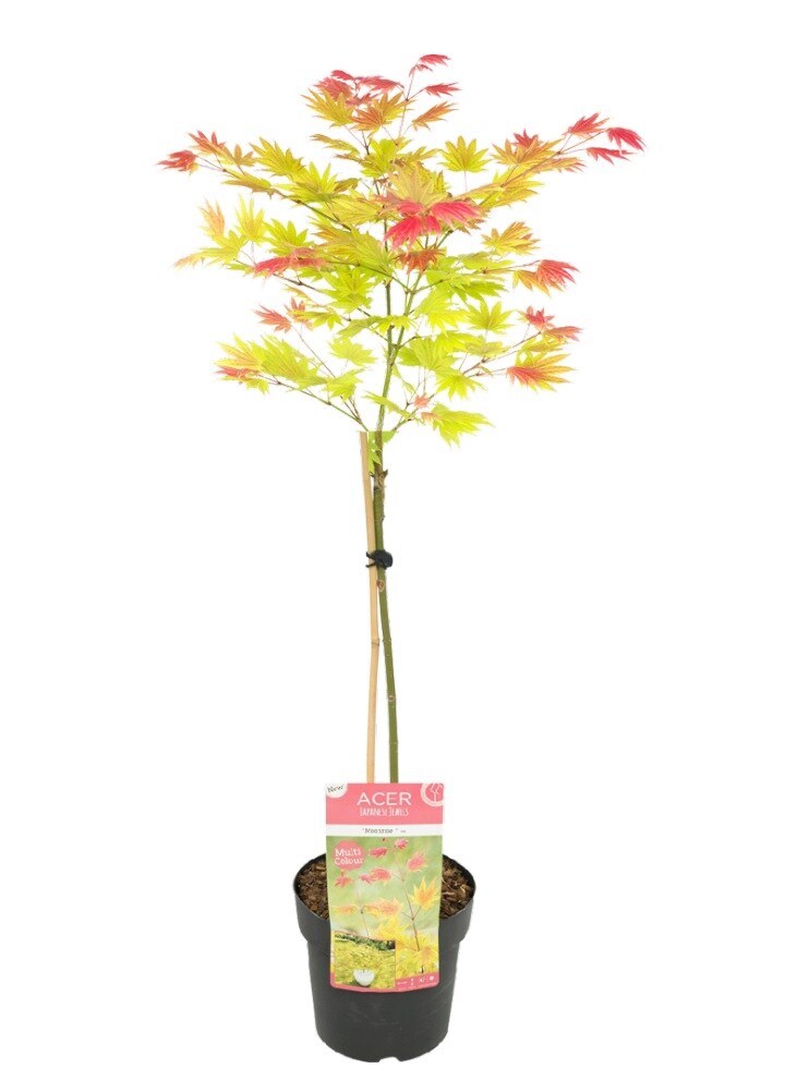 Plant in a Box – Japanischer Ahorn – Acer palmatum ‚Moonrise‘ – Höhe 80-90cm – Topf 19cm | 07442924147127