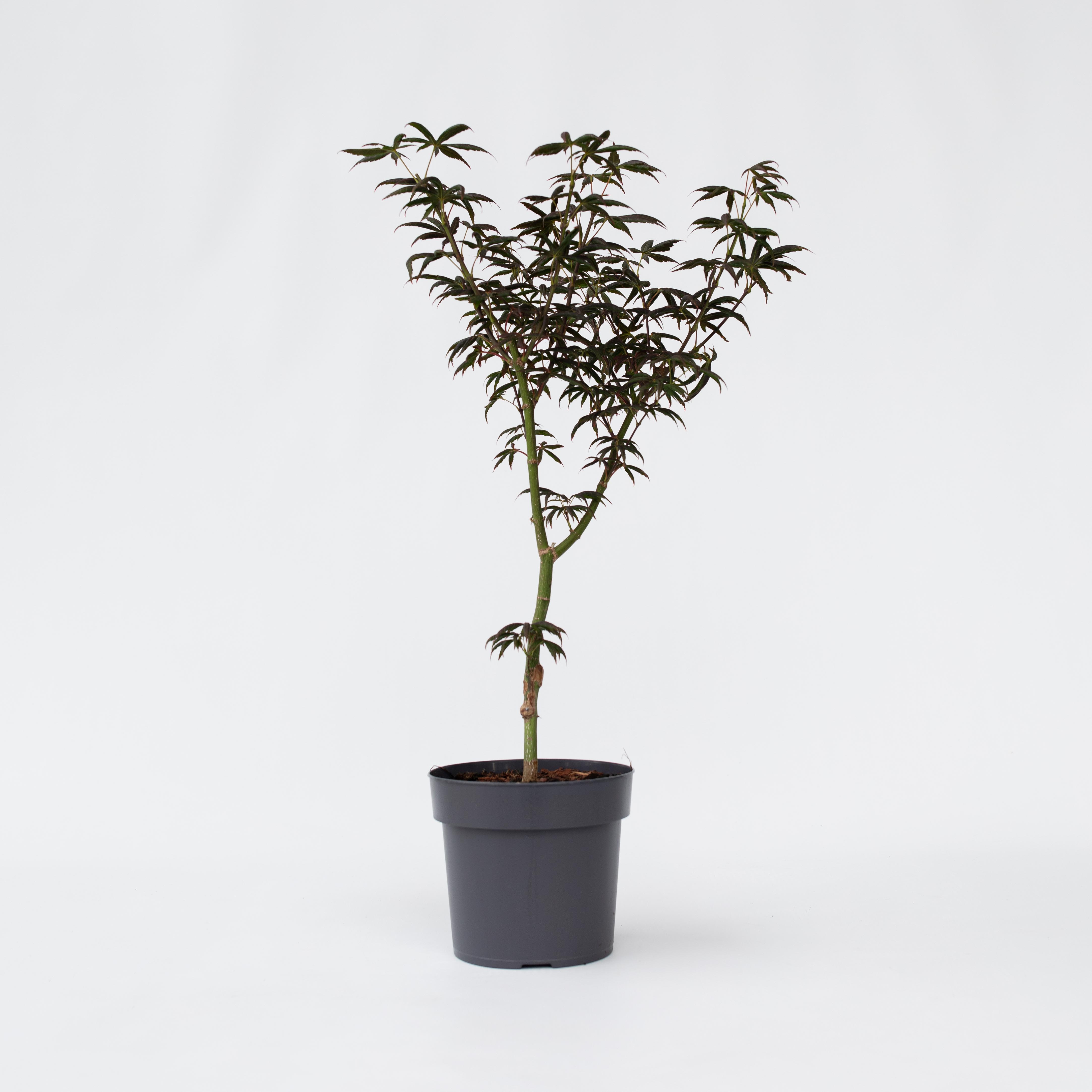 Plant in a Box - Japanischer Ahorn - Acer palmatum 'Starfish' - H&ouml;he 60-70cm - Topf 19cm - Bild 1