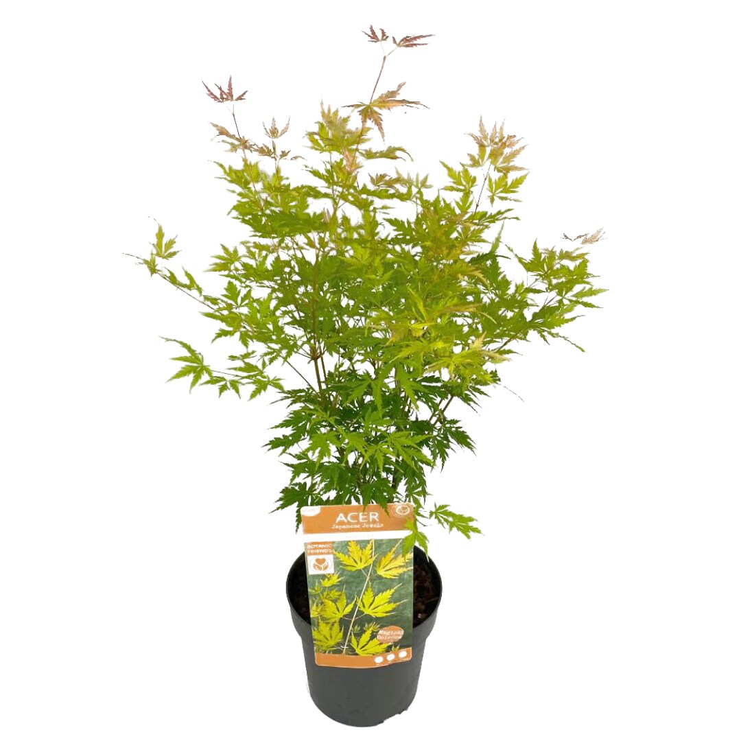 Plant in a Box – Japanischer Ahorn – Acer palmatum ‚Orange Lace‘ – Höhe 60-70cm – Topf 19cm | 07428473982327