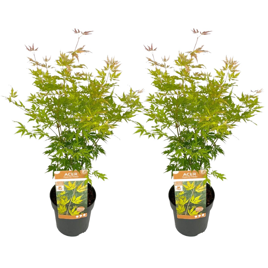 Plant in a Box – Japanischer Ahorn – 2 Stk – Acer palmatum ‚Orange Lace‘ – Höhe 60-70cm – Topf 19cm | 07428475610952