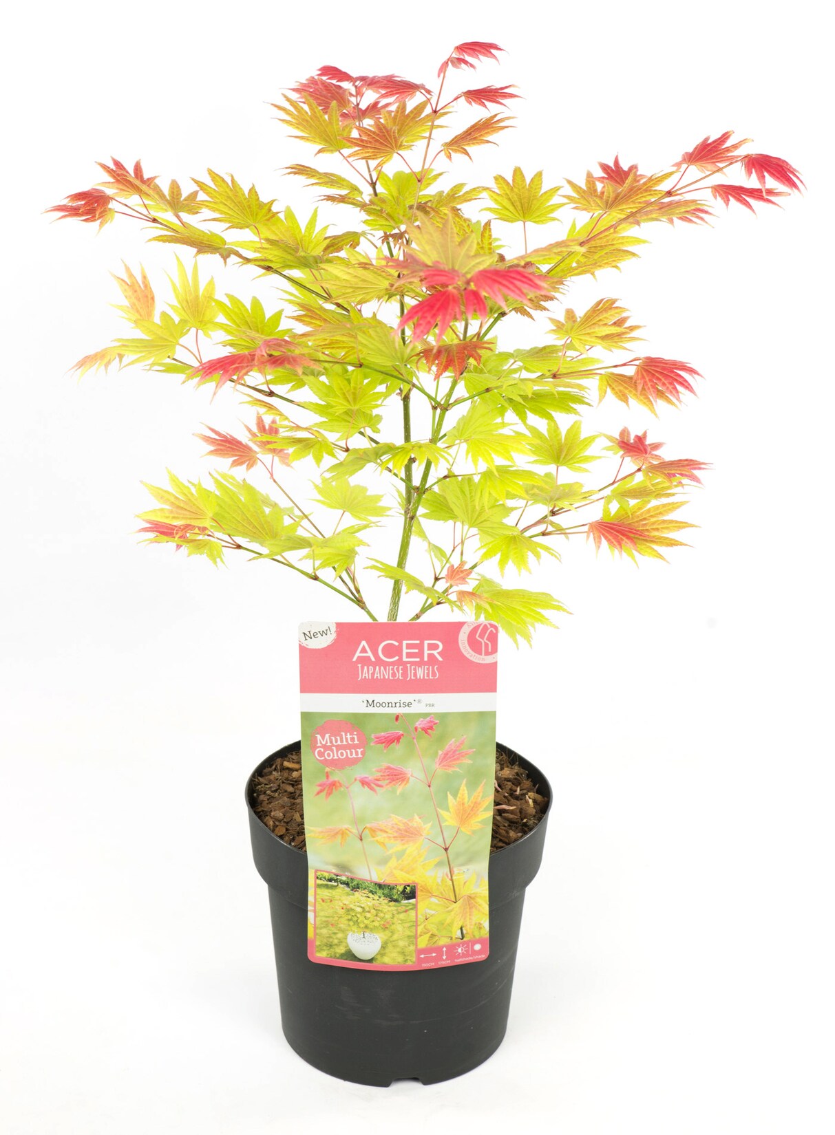 Plant in a Box – Japanischer Ahorn – Acer palmatum ‚Moonrise‘ – Höhe 40-50cm – Topf 19cm | 07442924133113