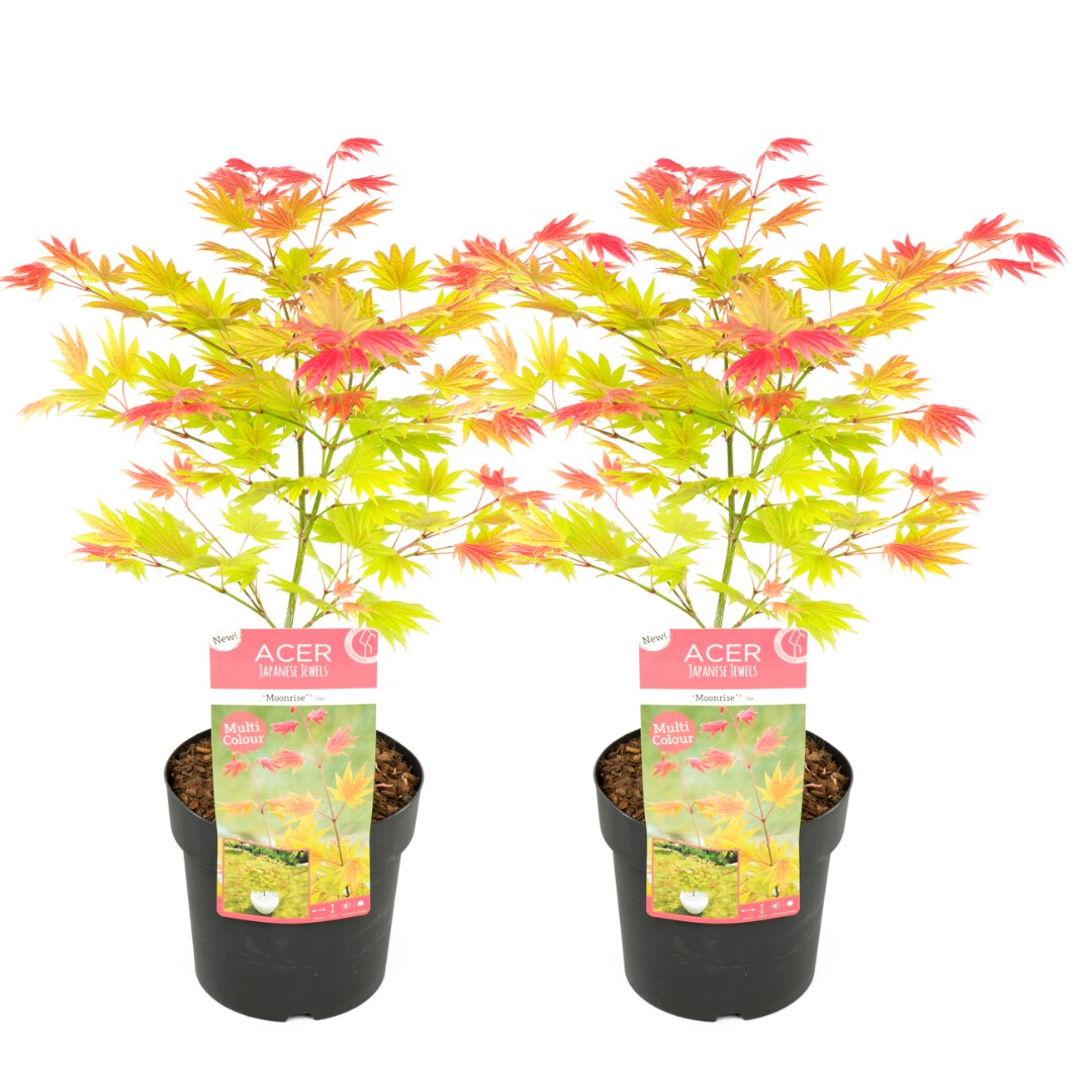 Plant in a Box - Japanischer Ahorn - 2 Stk - Acer palmatum 'Moonrise' - H&ouml;he 40-50cm - Topf 19cm - Bild 1