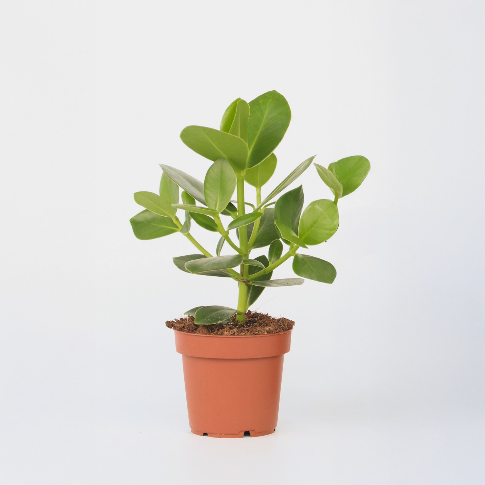Plant in a Box – Balsamapfel – Clusia rosea ‚Princess‘ – Topf 12cm – Höhe 25-35cm | 08721278900701