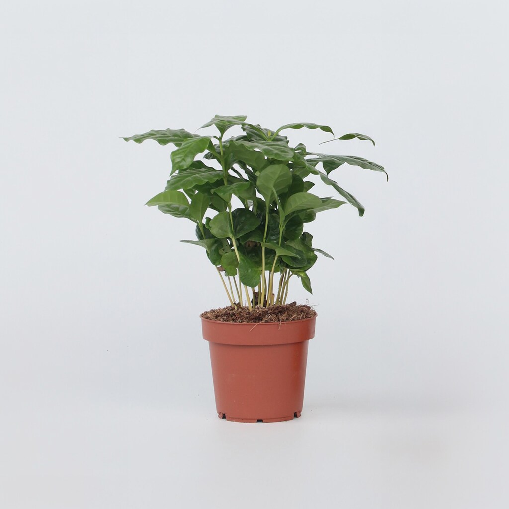 Plant in a Box - Kaffeepflanze - Coffea arabica - H&ouml;he 25-40cm - Topf 12cm - Bild 1
