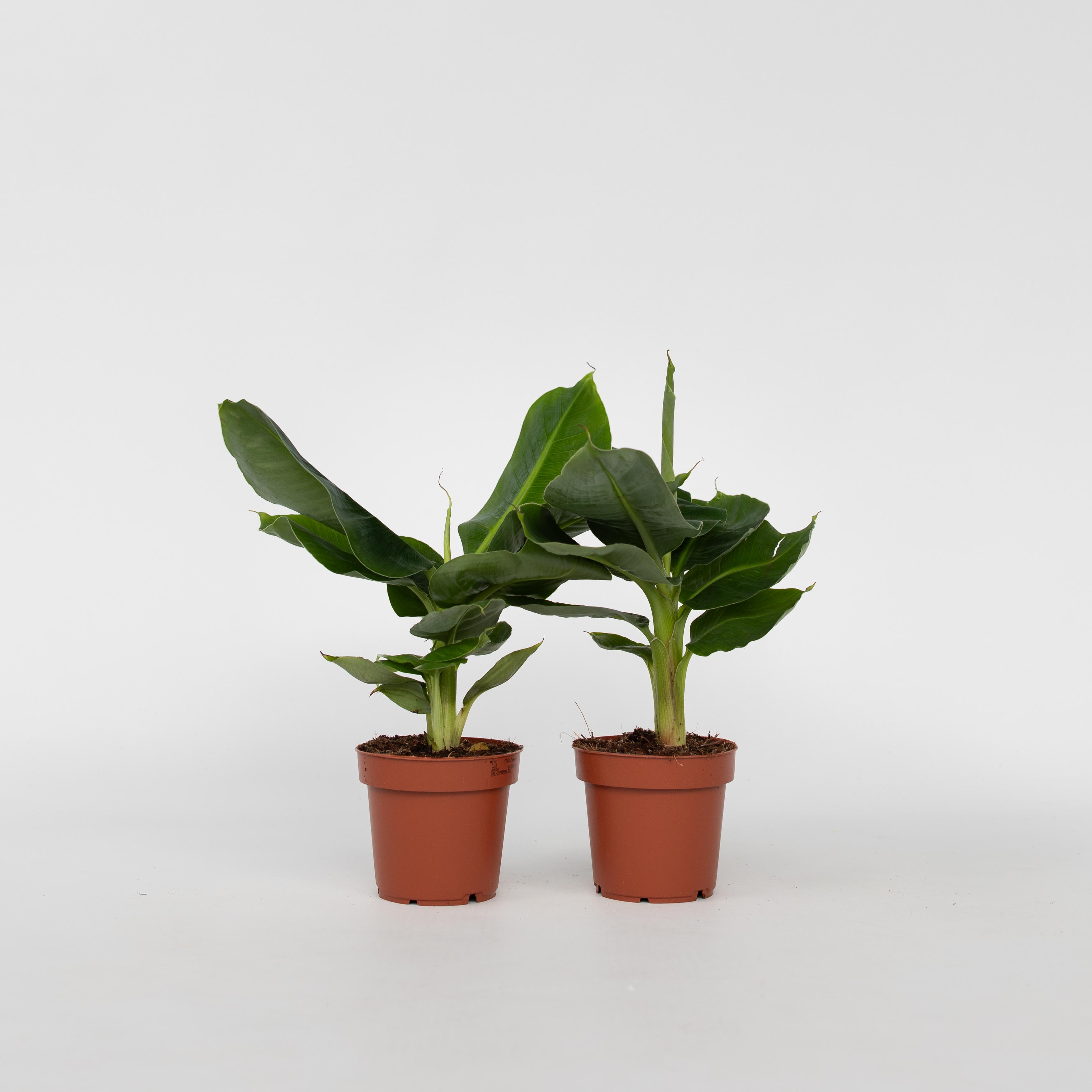 Plant in a Box - Bananenpflanze - 2 Stk - Musa 'Oriental Dwarf' - H&ouml;he 25-40cm - Topf 12cm - Bild 1