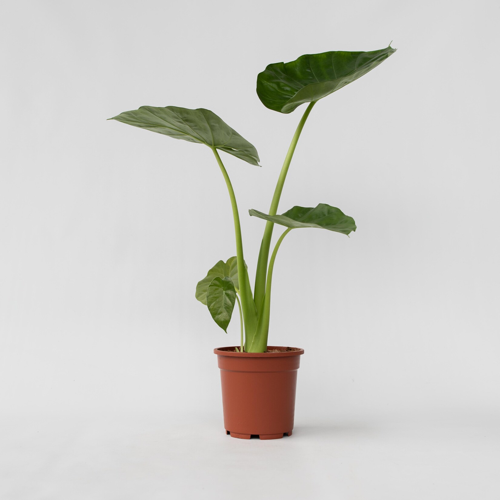 Plant in a Box – Alokasie – Alocasia ‚Macrorrhizos‘ – Höhe 60-70cm – Topf 17cm | 07440848232202