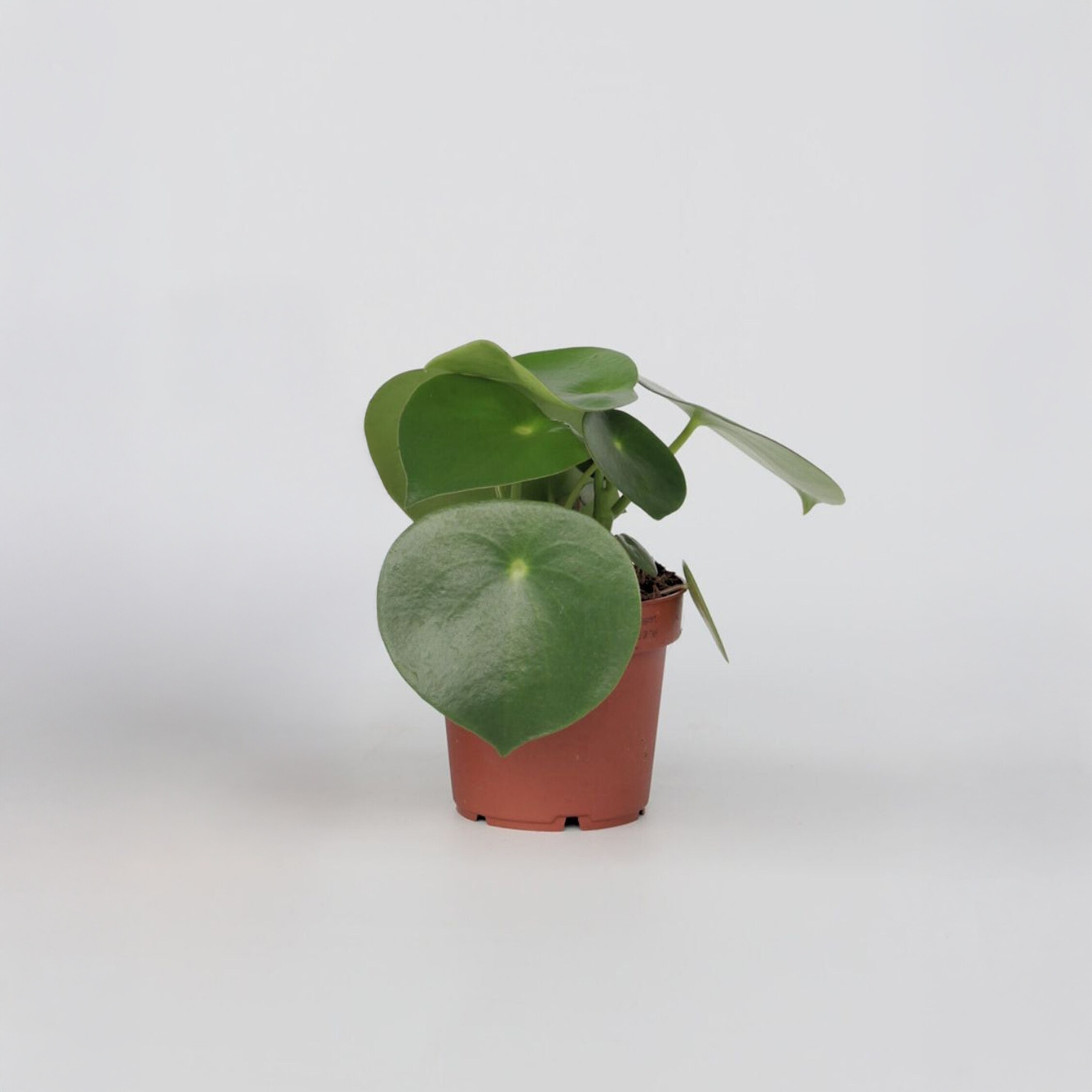 Plant in a Box - Gro&szlig;bl&auml;ttrige Zierpfeffer - Peperomia Polybotrya - H&ouml;he 20-30cm - Pot 12cm - Bild 1