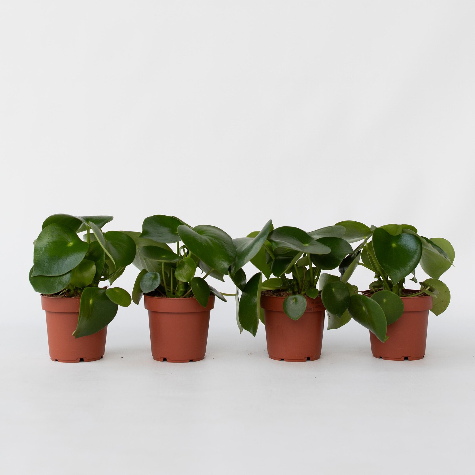 Plant in a Box – Großblättrige Zierpfeffer – 4 Stk – Peperomia polybotrya – Höhe 20-30cm – Topf 12cm | 07428475474479