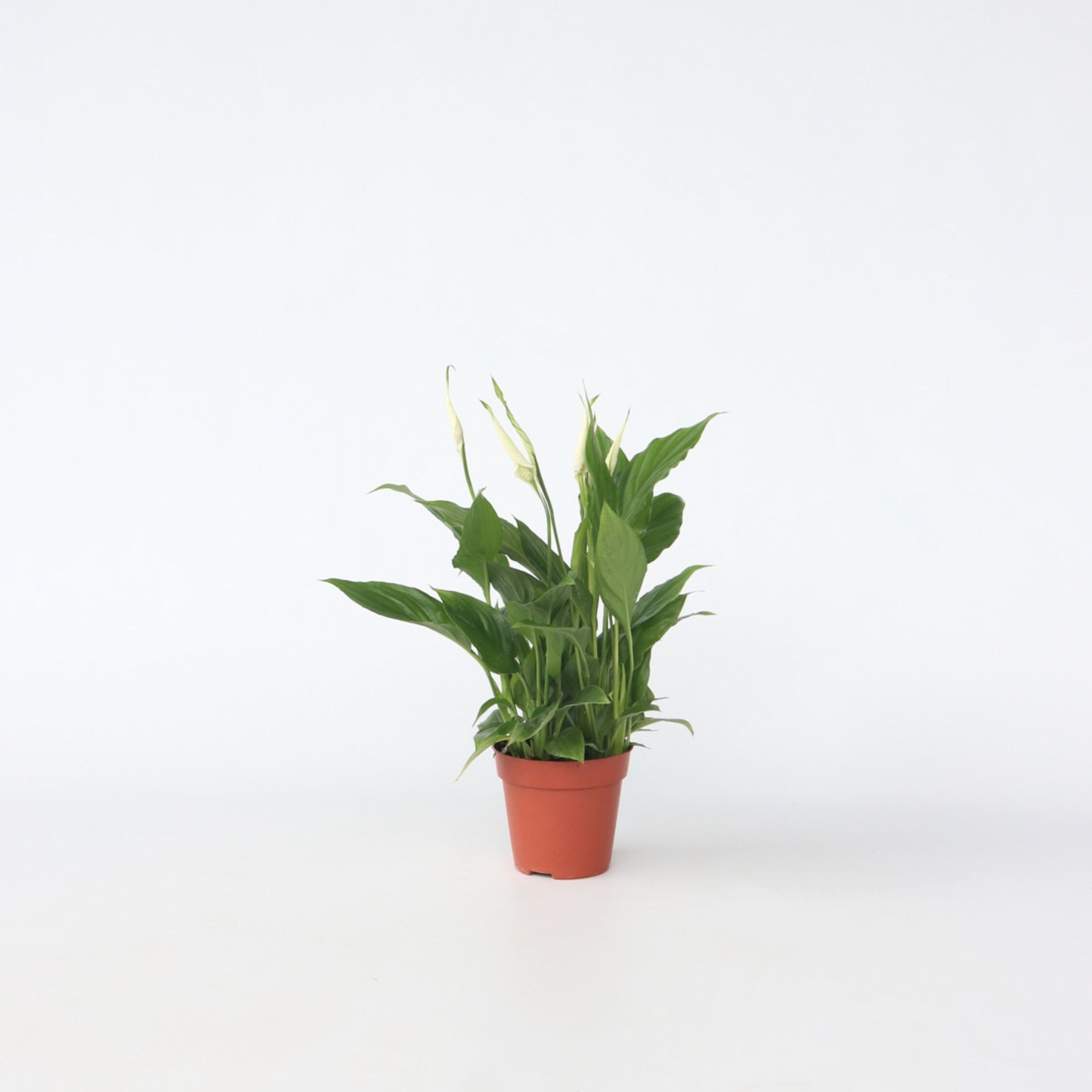 Plant in a Box - Friedenslilie - Einblatt - Spathiphyllum 'Torelli' - H&ouml;he 30-45cm - Topf 12cm - Bild 1