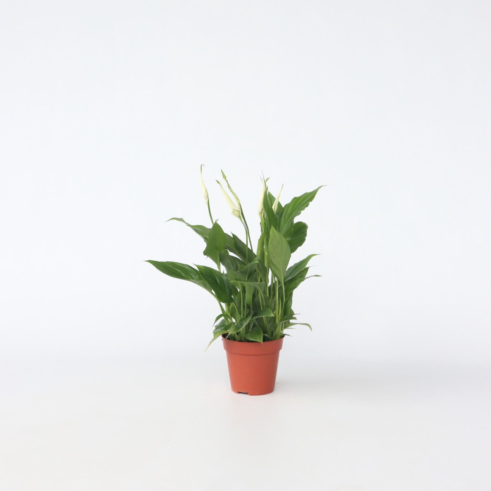 Plant in a Box – Friedenslilie – Einblatt – Spathiphyllum ‚Torelli‘ – Höhe 30-45cm – Topf 12cm | 07428477486029
