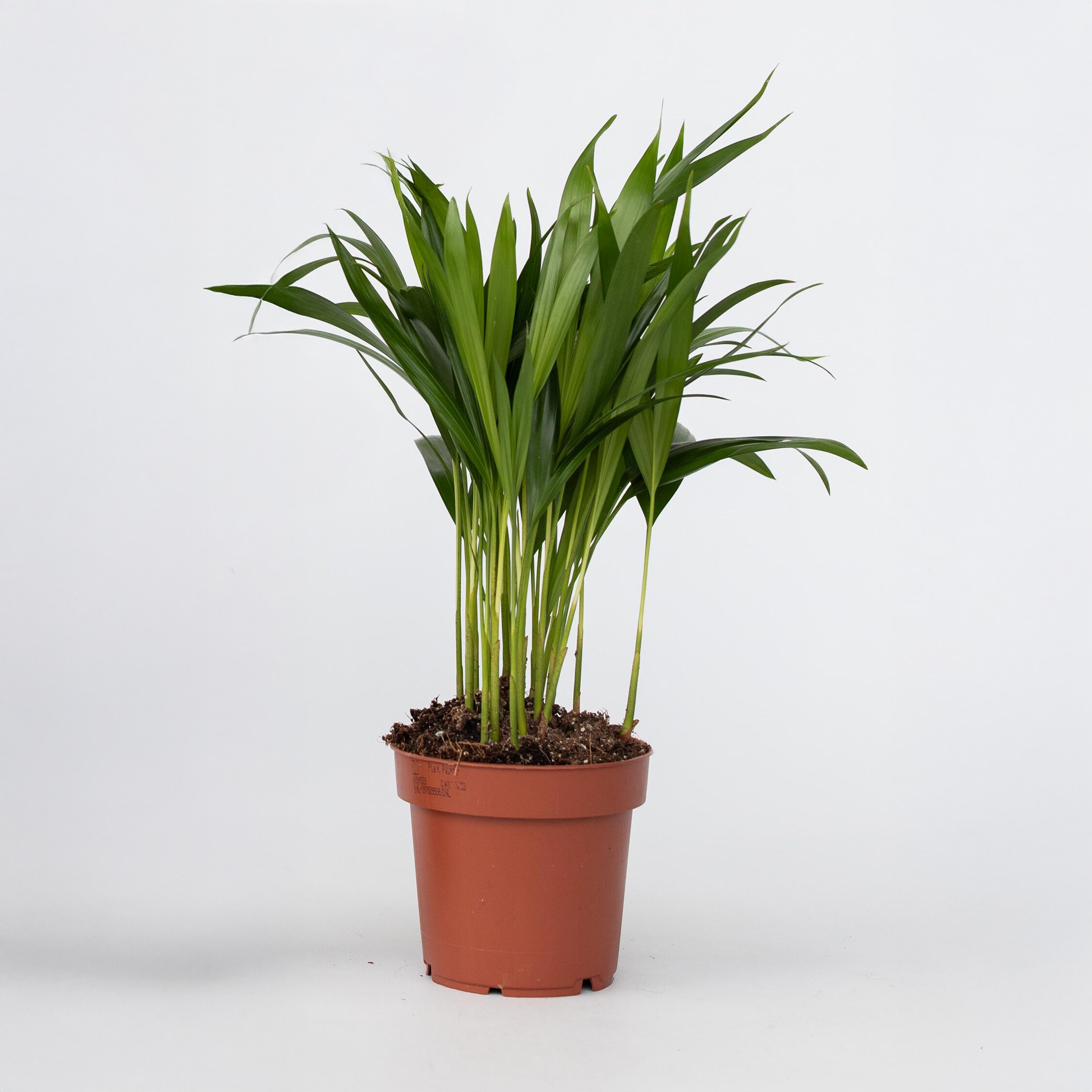 Plant in a Box - Goldfruchtpalme - Dypsis lutescens - H&ouml;he 30-45cm - Pot 12cm - Bild 1