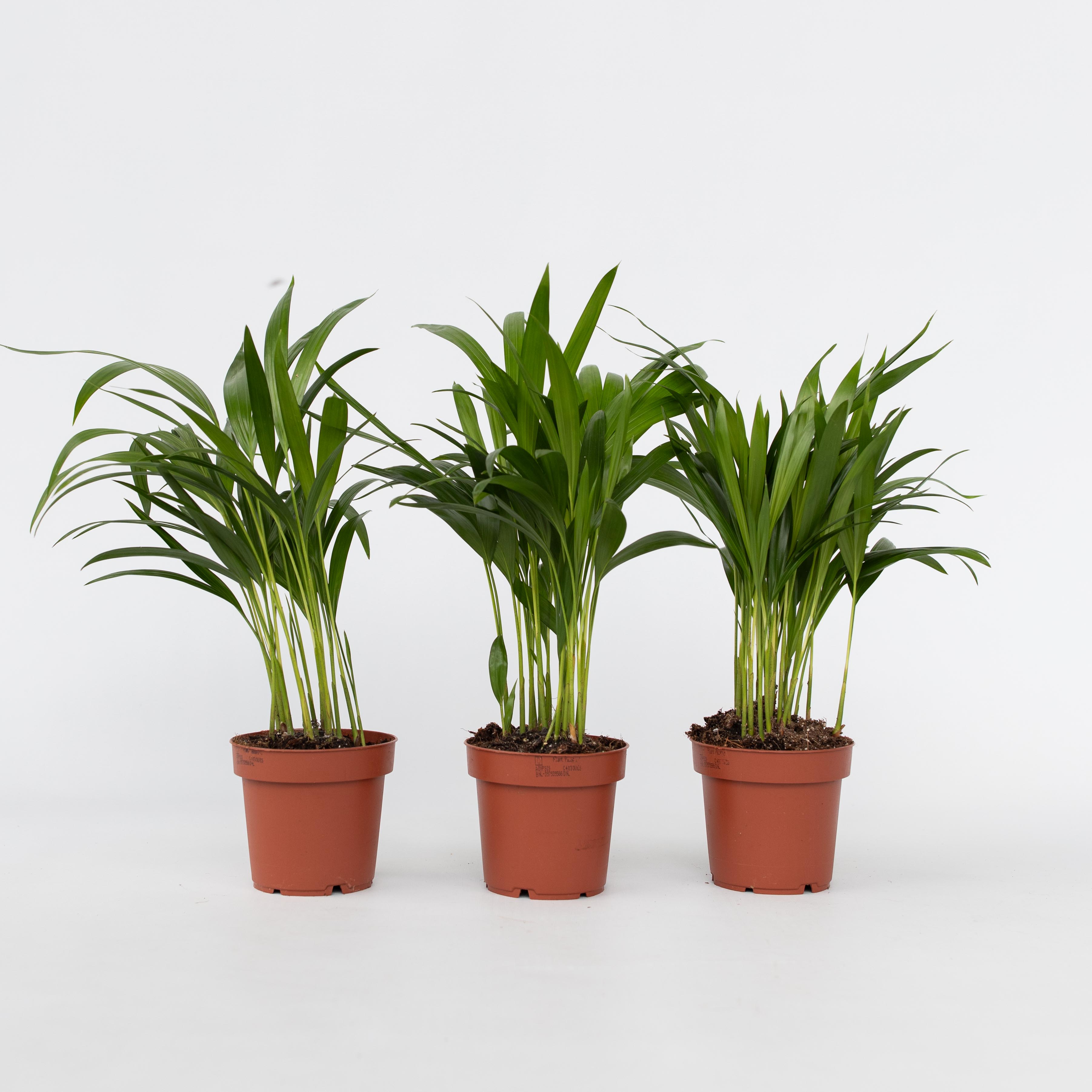 Plant in a Box - Goldfruchtpalme - 3 Stk - Dypsis lutescens - H&ouml;he 30-45cm - Topf 12cm - Bild 1