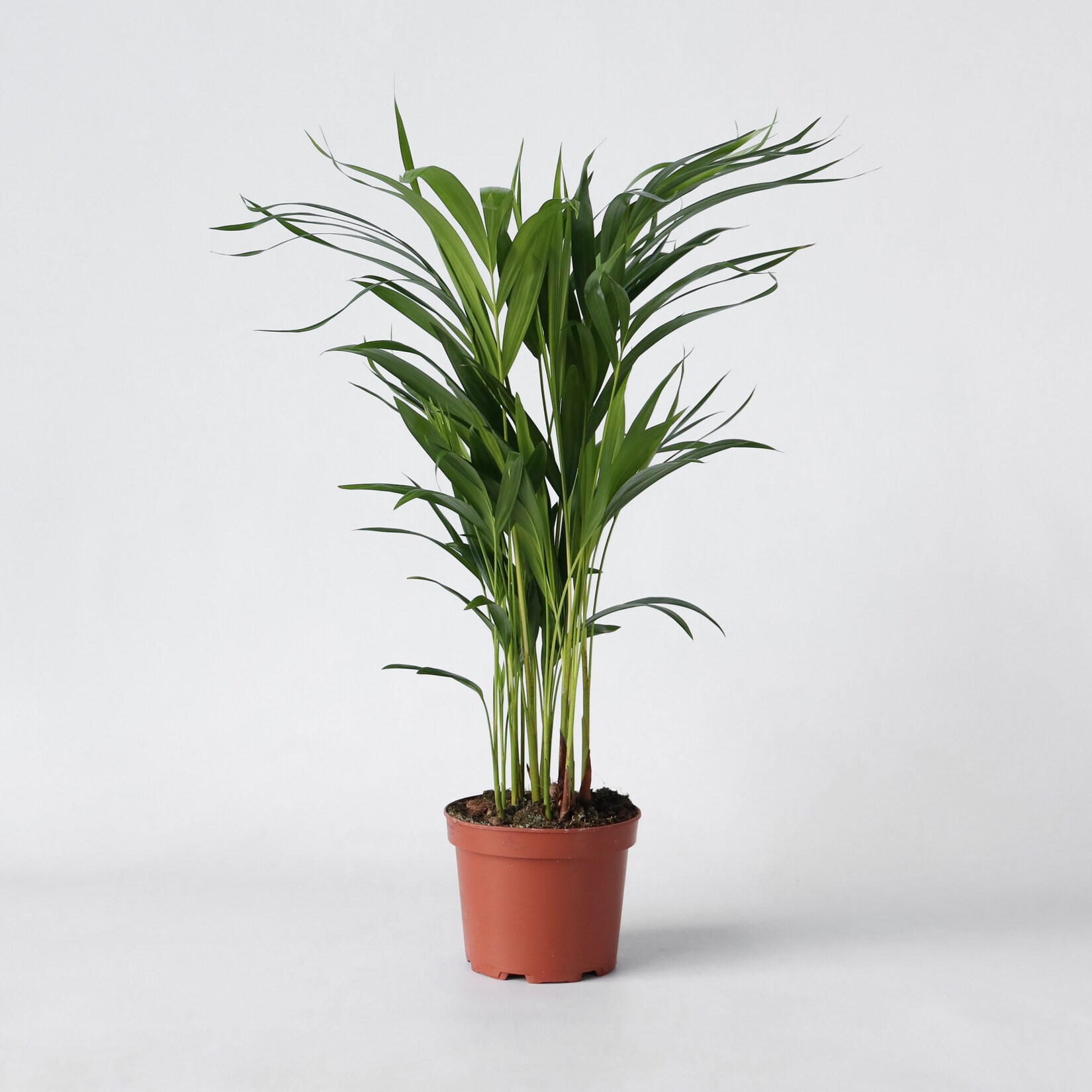 Plant in a Box – Goldfruchtpalme – Dypsis lutescens – Höhe 60-70cm – Topf 17cm | 07428477832147