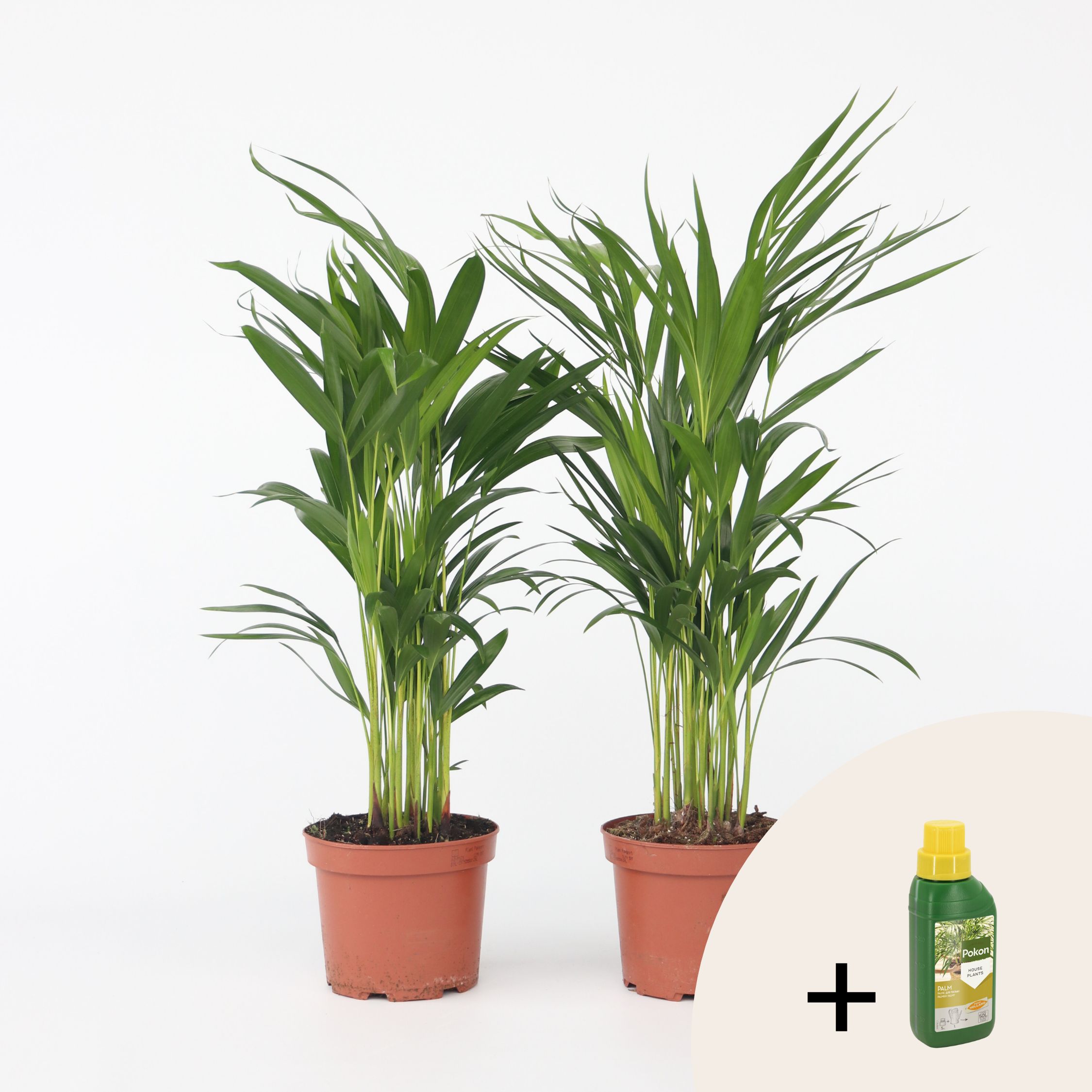Plant in a Box - Goldfruchtpalme - 2 Stk - Dypsis lutescens - H&ouml;he 60-70cm - Topf 17cm - Bild 1