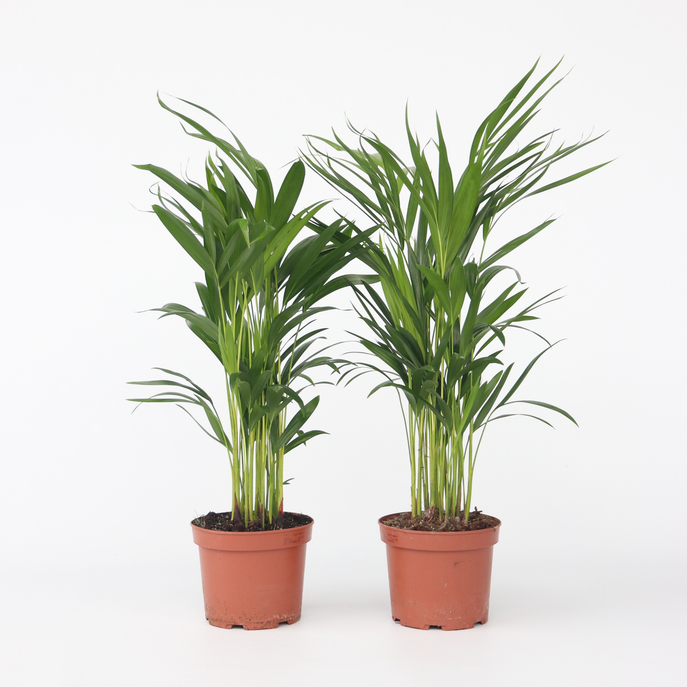 Plant in a Box - Goldfruchtpalme - 2 Stk - Dypsis lutescens - H&ouml;he 60-70cm - Topf 17cm - Bild 1