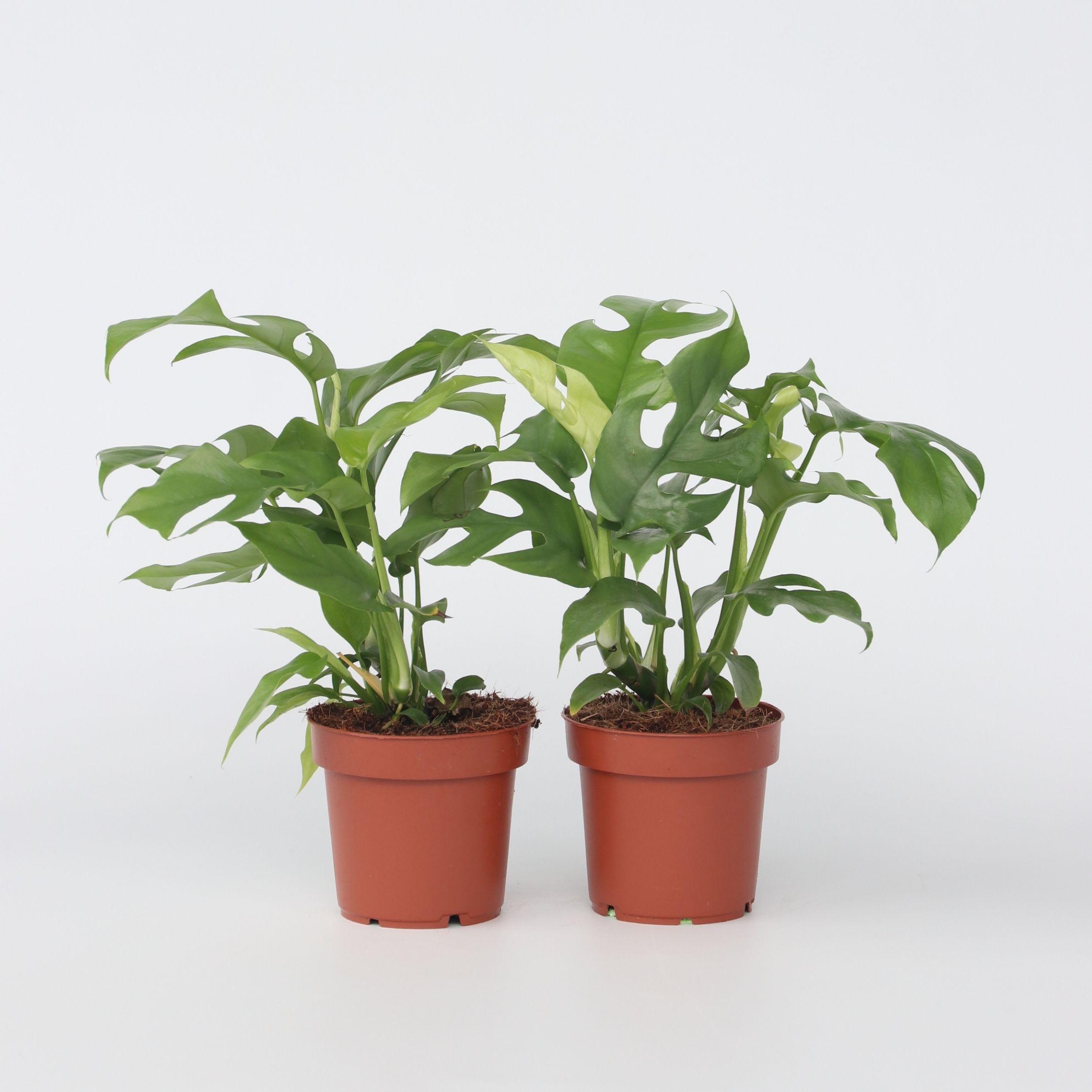 Plant in a Box - Fensterblatt - 2 Stk - Rhaphidophora tetrasperma - H&ouml;he 20-30cm - Topf 12cm - Bild 1