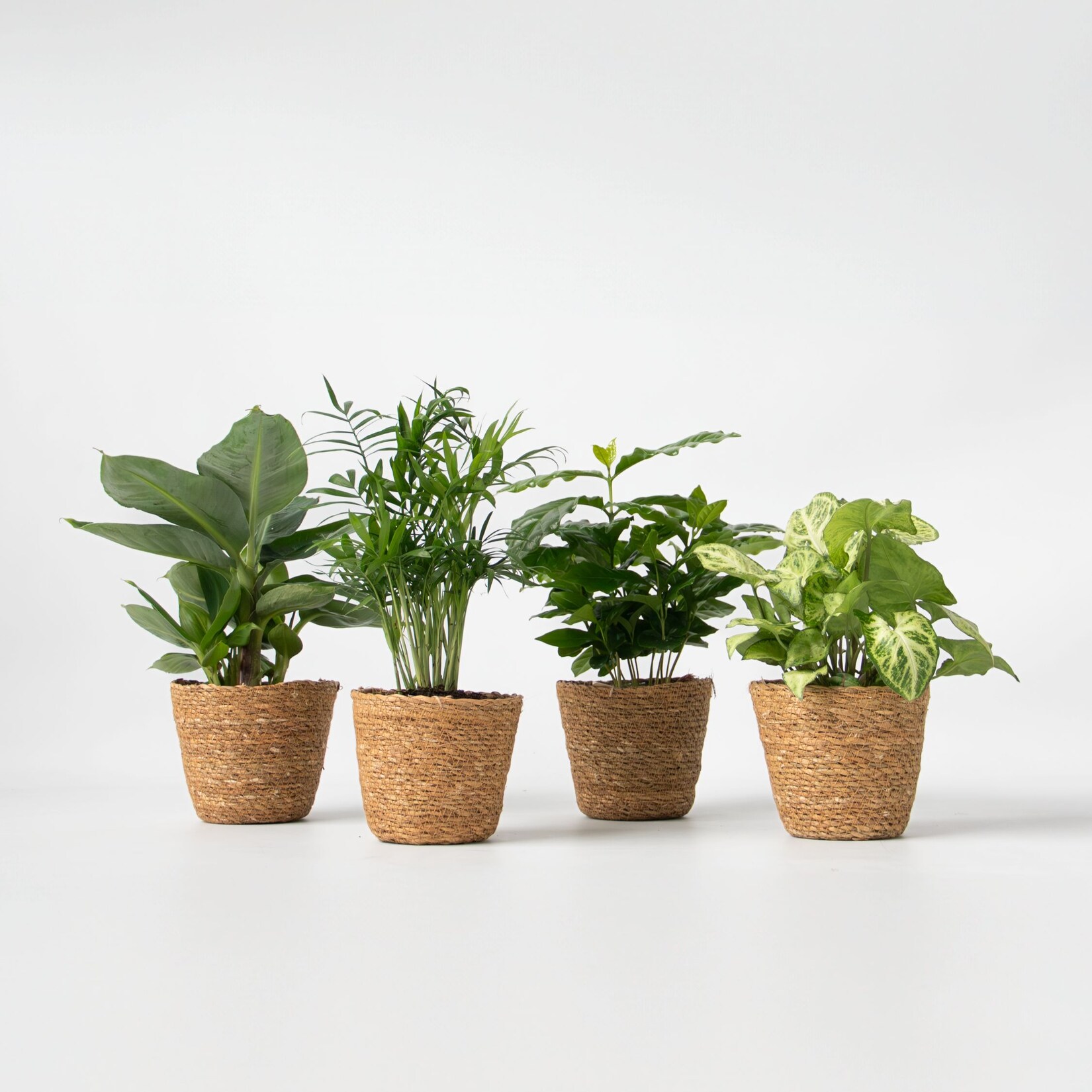 Plant in a Box – Zimmerpflanzen-Set im dekorativen Korb – 4er-Set – Höhe 25-40cm – Topf 12cm | 08721278917754