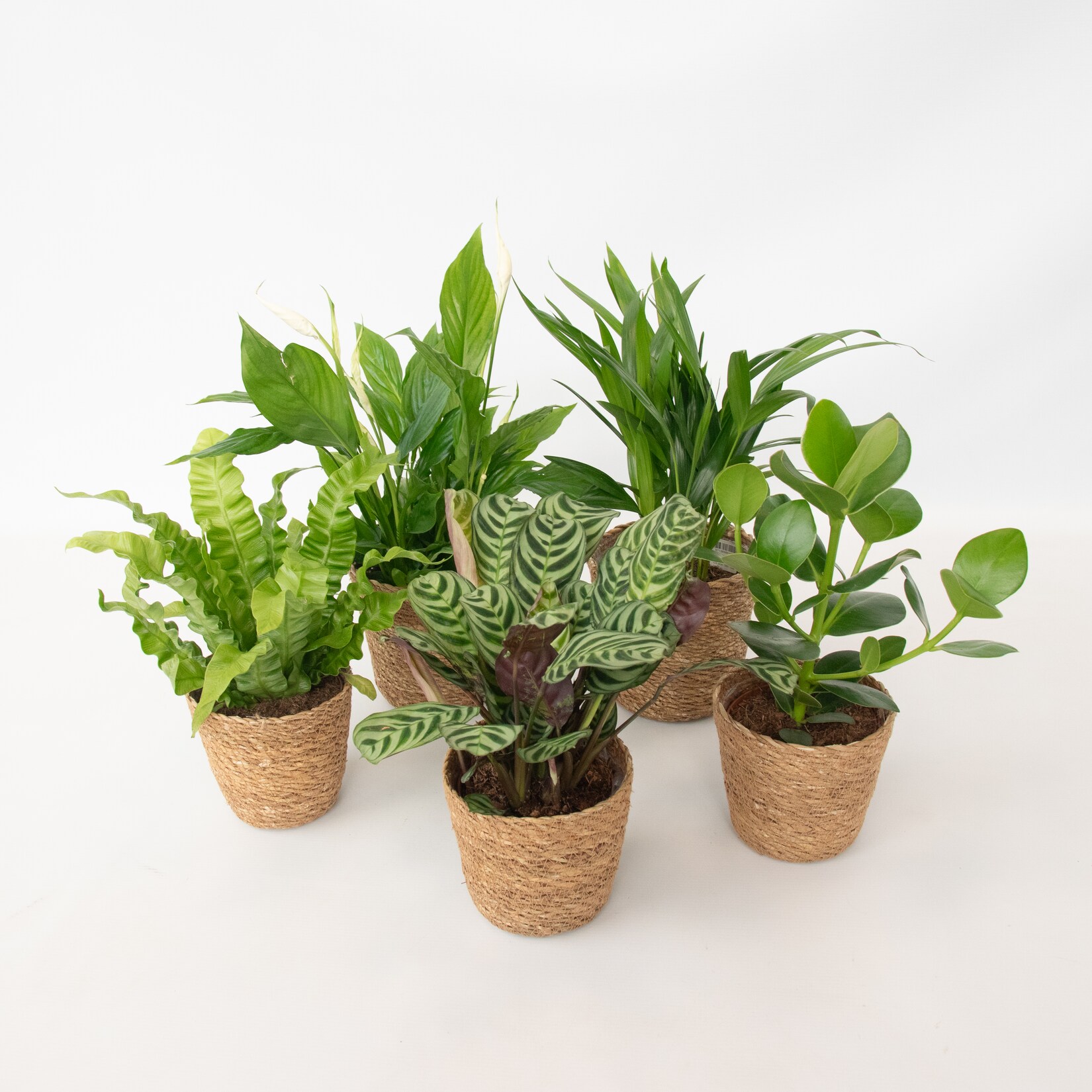Plant in a Box – Luftreinigende Zimmerpflanzen – 5 Stk – Inklusive Korb – Höhe 25-40cm – Topf 12cm | 08721278903030