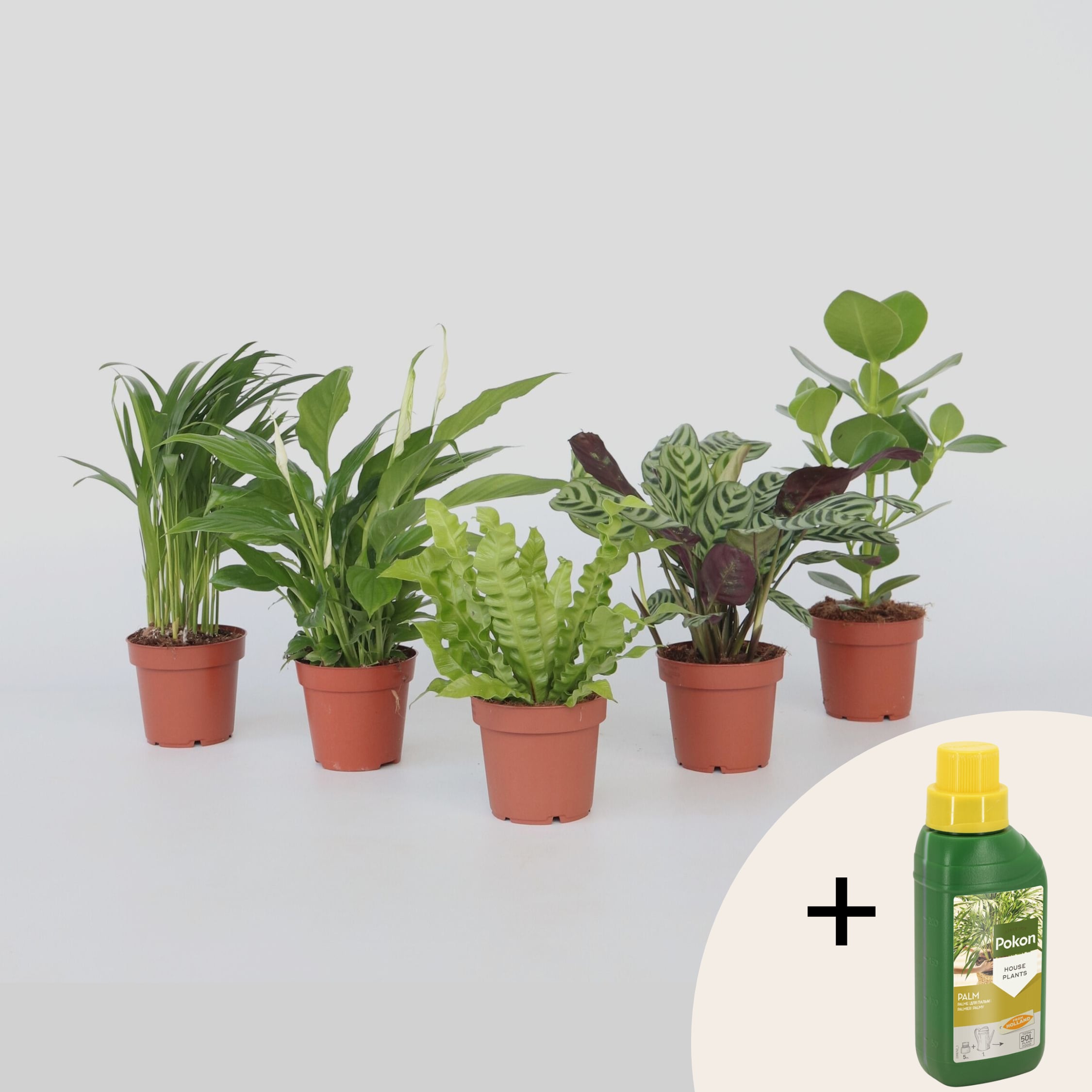 Plant in a Box - Luftreinigende Zimmerpflanzen - 5 Stk - H&ouml;he 25-40cm - Topf 12cm - Bild 1