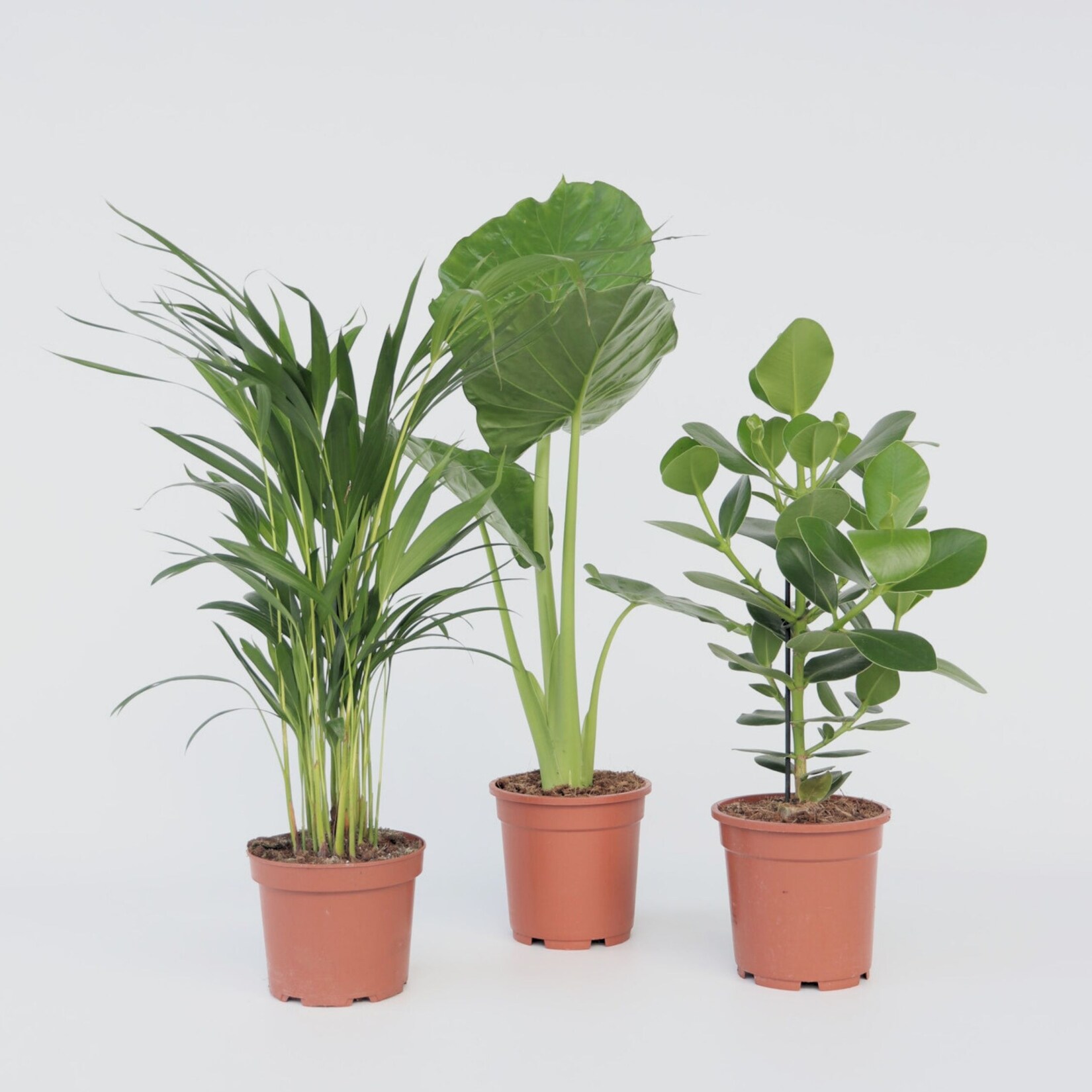 Plant in a Box – Frische grüne Zimmerpflanzen – 3 Stk – Höhe 50-70cm – Topf 17cm | 06097226412438