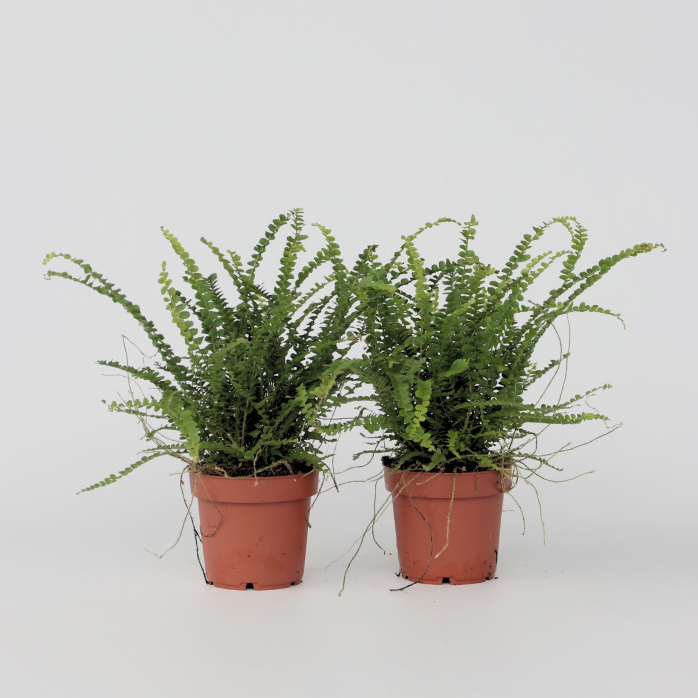 Plant in a Box - Knopf-Farn - 2 Stk - Nephrolepis 'Duffii' - H&ouml;he 25-40cm - Topf 12cm - Bild 1
