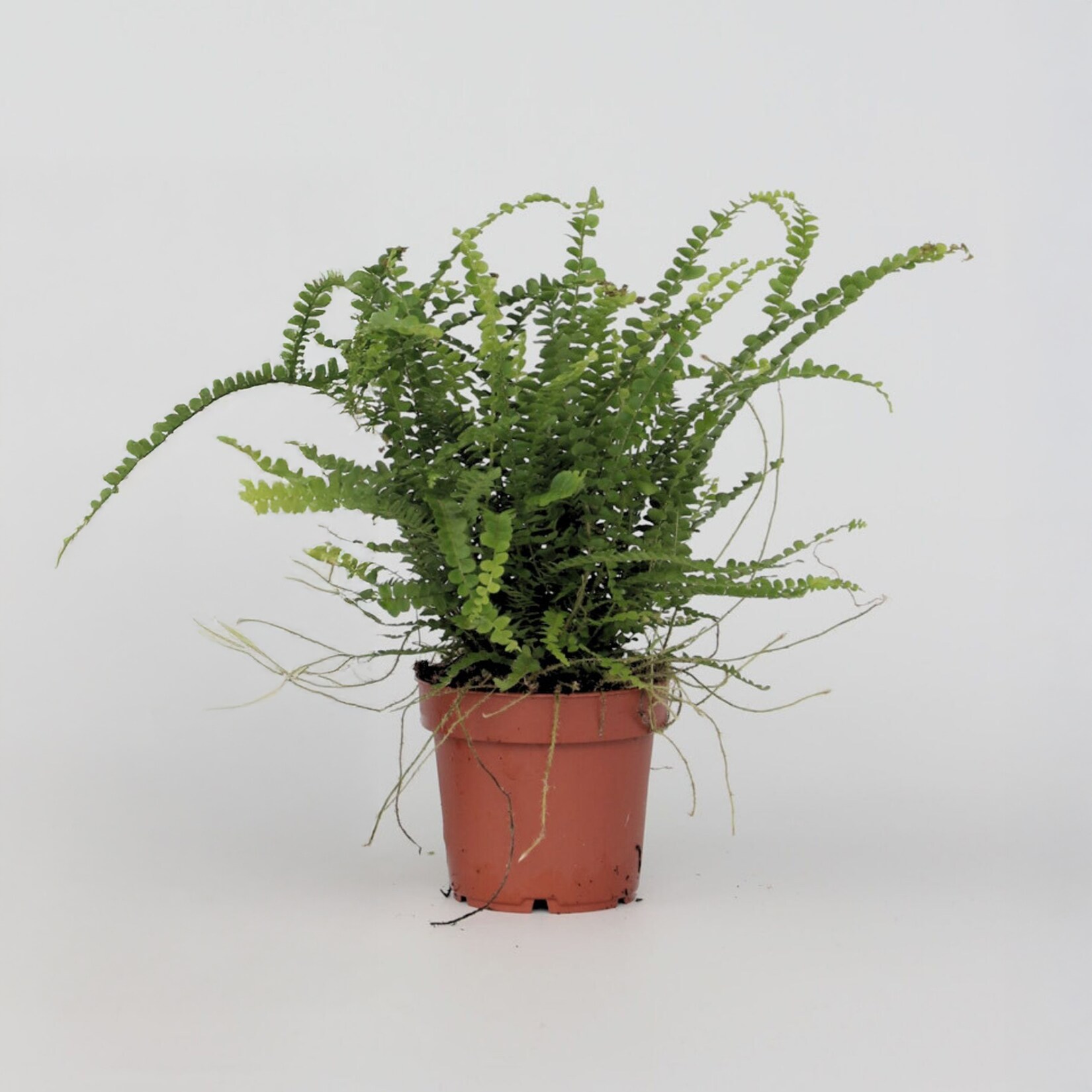 Plant in a Box – Knopf-Farn – Nephrolepis Duffii – Höhe 25-40cm – Pot 12cm | 08721278900695