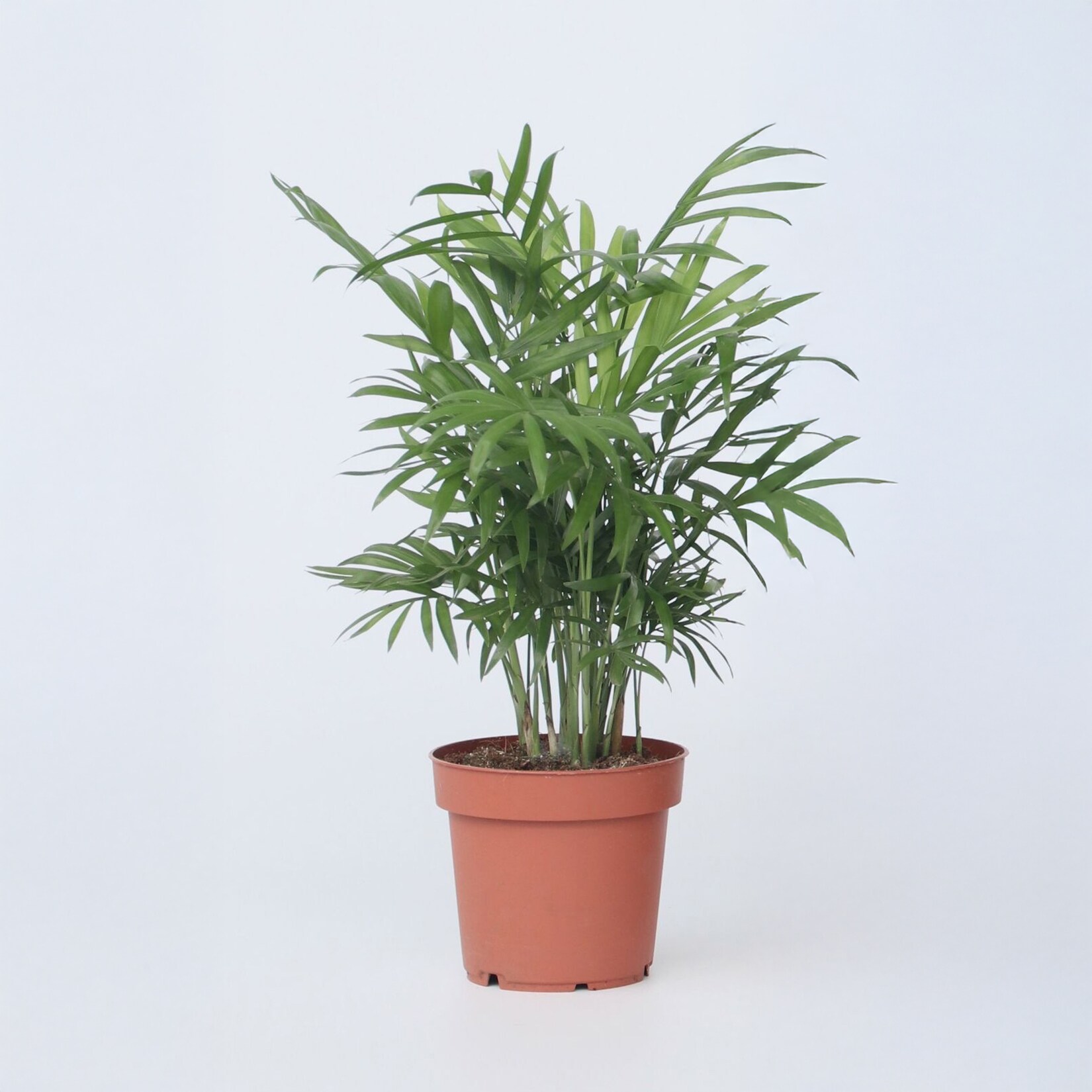 Plant in a Box – Bergpalme – Chamaedorea elegans – Höhe 30-40cm – Pot 12cm | 08721278900718