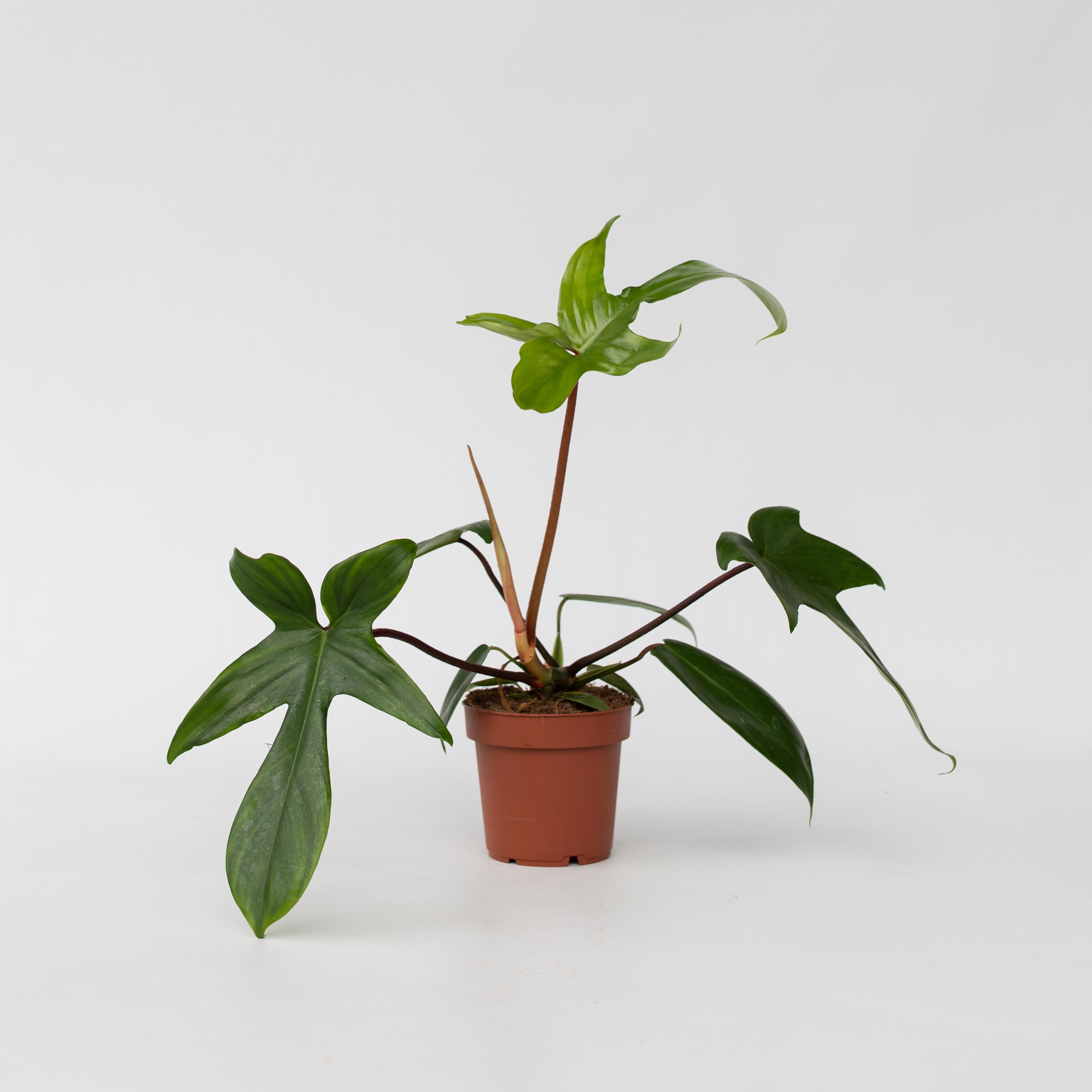 Plant in a Box - Baumfreund - Philodendron 'Florida Green' - H&ouml;he 20-30cm - Topf 12cm - Bild 1