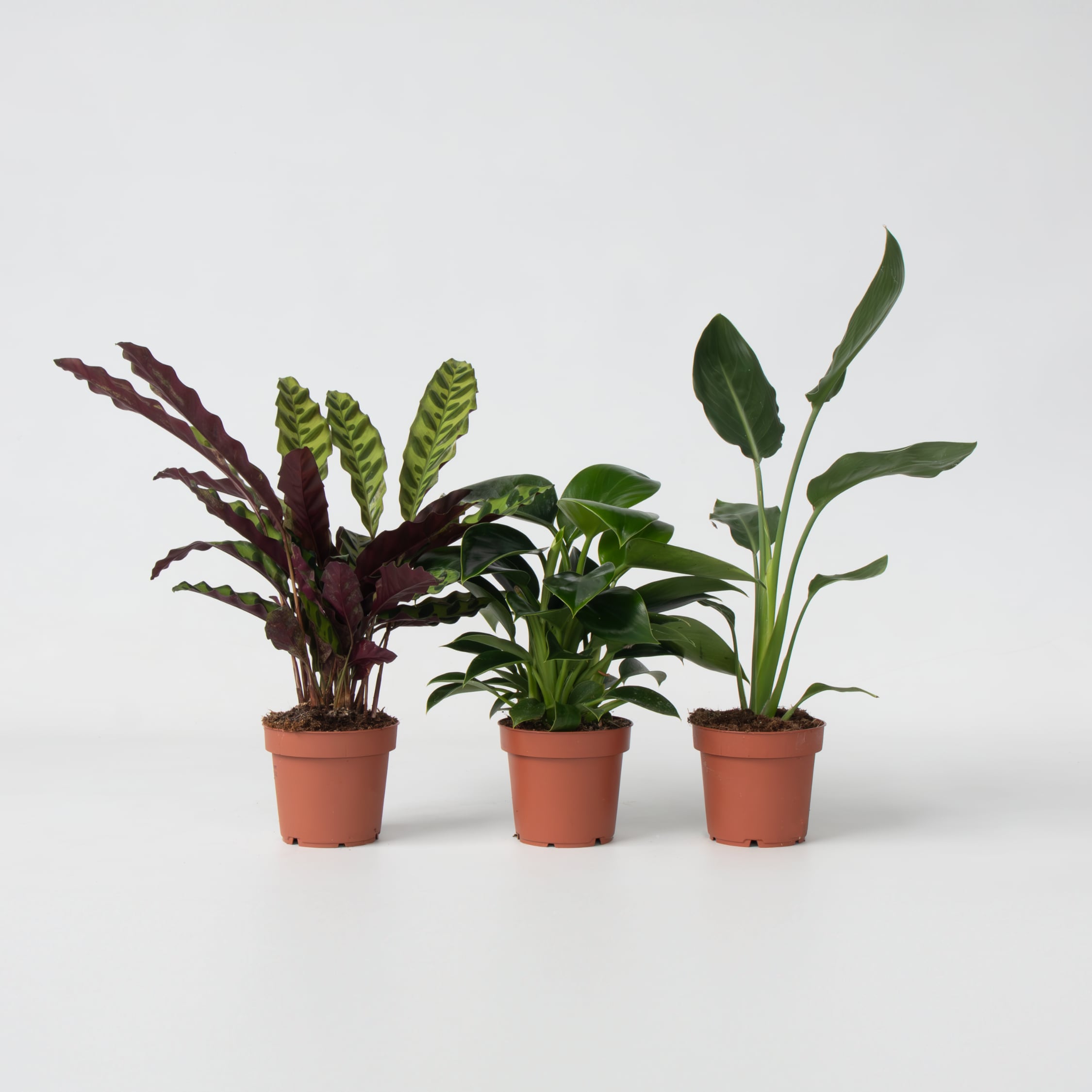 Plant in a Box - Tropischer Mix - 3 Stk - H&ouml;he 25-40cm - Topf 12cm - Bild 1