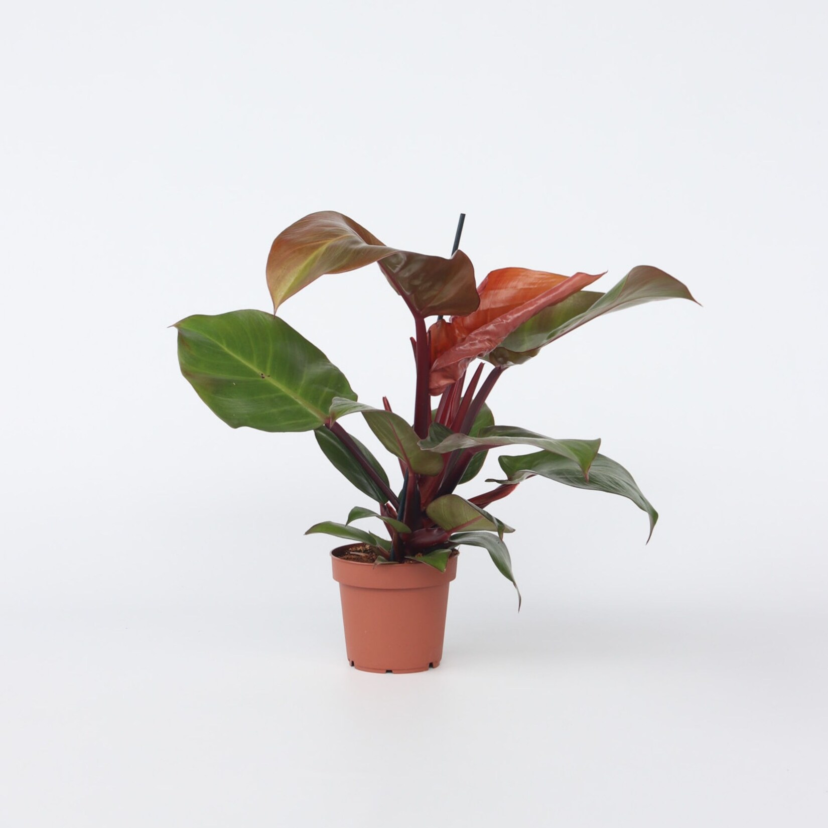 Plant in a Box – Baumfreund – Philodendron ‚Sun Light‘ – Höhe 20-30cm – Topf 12cm | 07428472633114