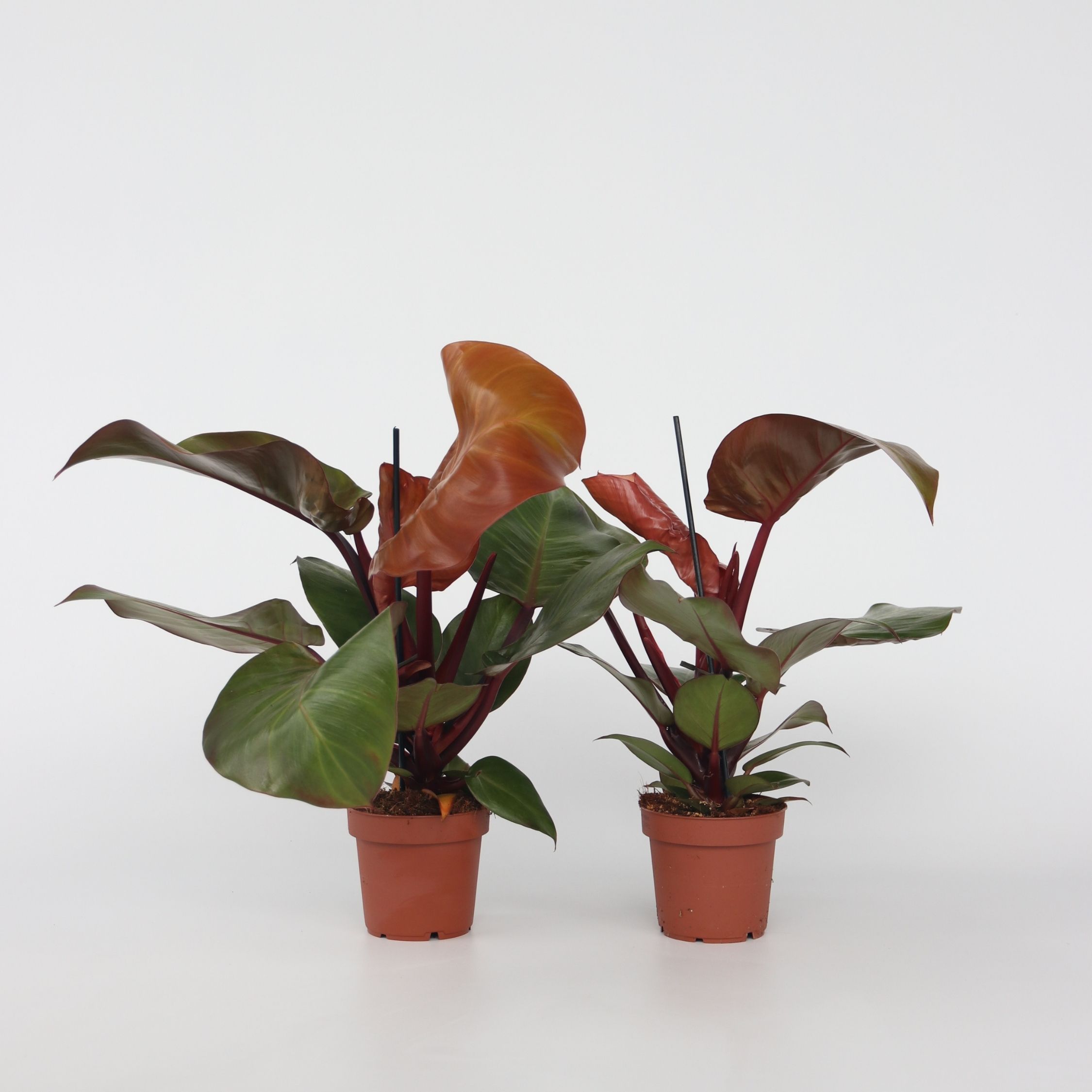 Plant in a Box - Baumfreund - 2 Stk - Philodendron 'Sun Light' - H&ouml;he 20-30cm - Topf 12cm - Bild 1