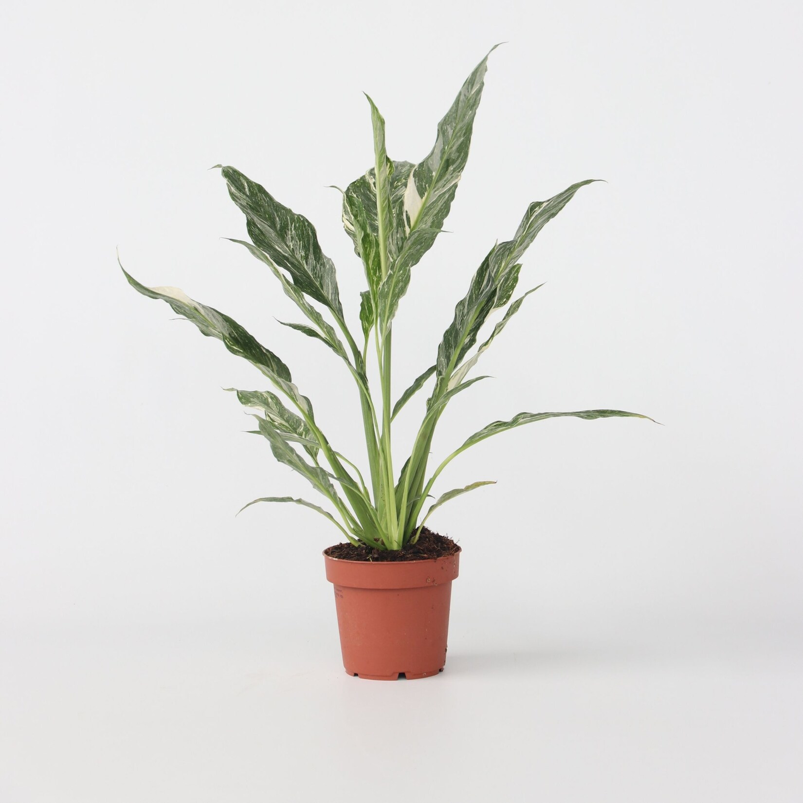 Plant in a Box – Friedenslilie – Einblatt – Spathiphyllum ‚Diamond‘ – Höhe 40-50cm – Topf 12cm | 07428478556554